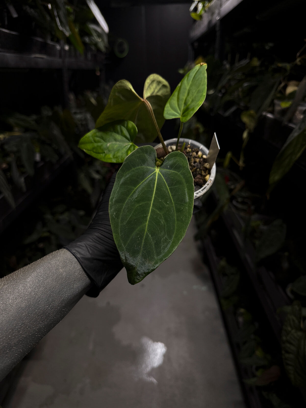 anthurium (dressleri 'RG' f2 x carlablackiae) x kunayalense 'RA7'