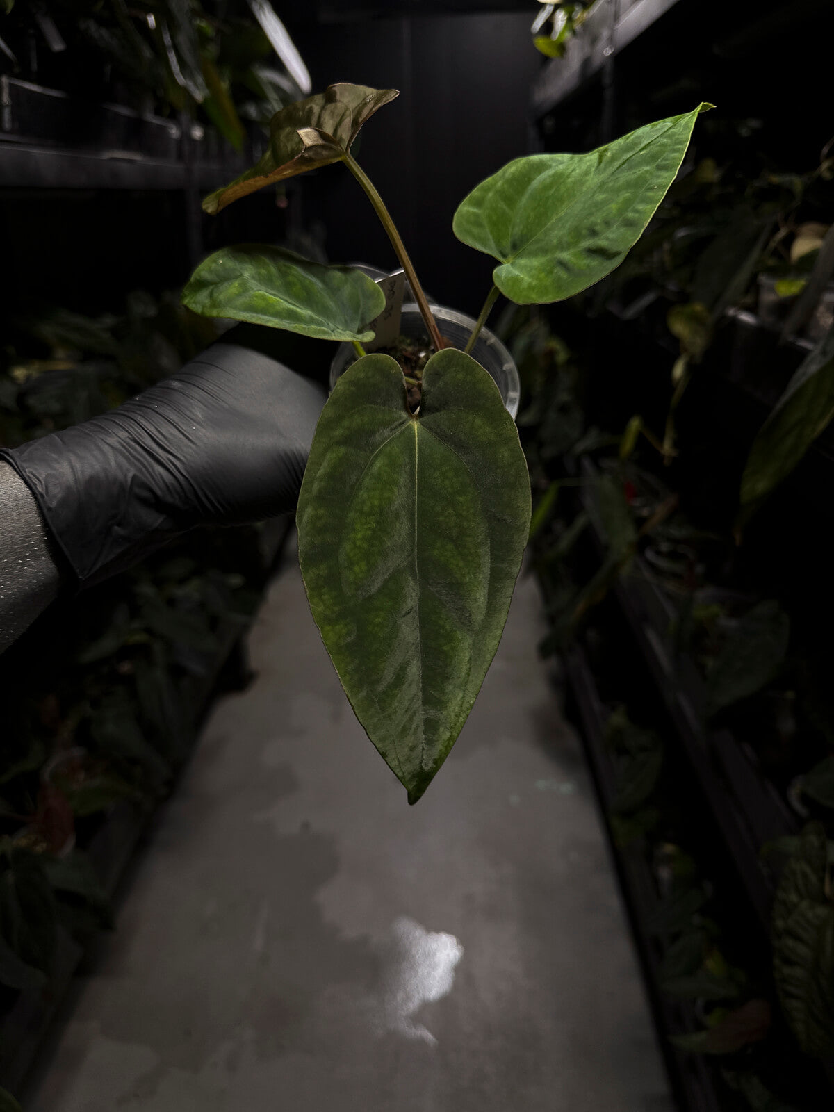 Anthurium (papillilaminum x dressleri) 'JS' x 'Eastern dressleri'