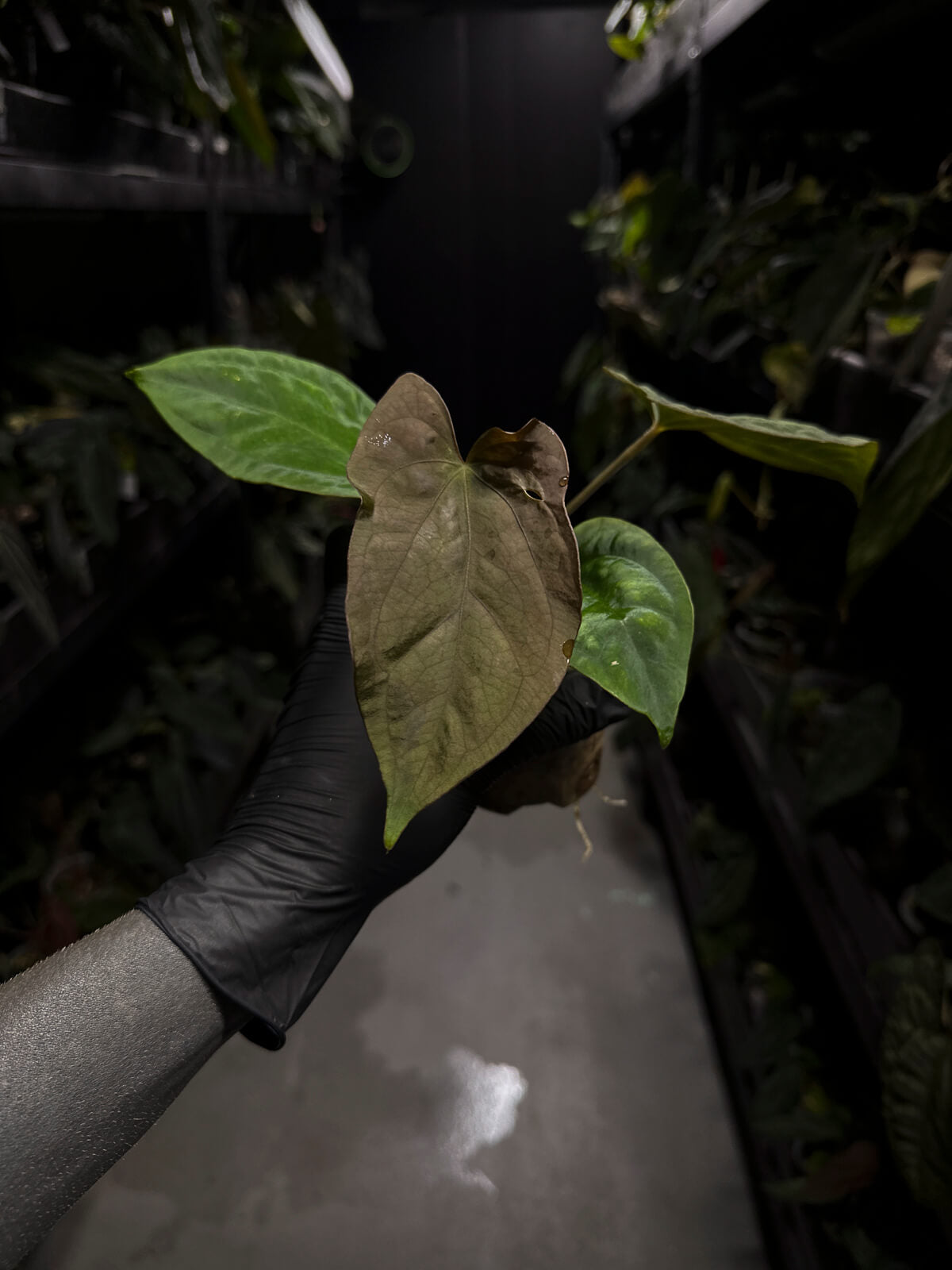 Anthurium (papillilaminum x dressleri) 'JS' x 'Eastern dressleri'