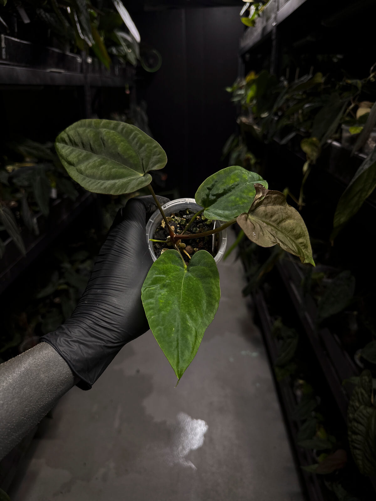 Anthurium (papillilaminum x dressleri) 'JS' x 'Eastern dressleri'