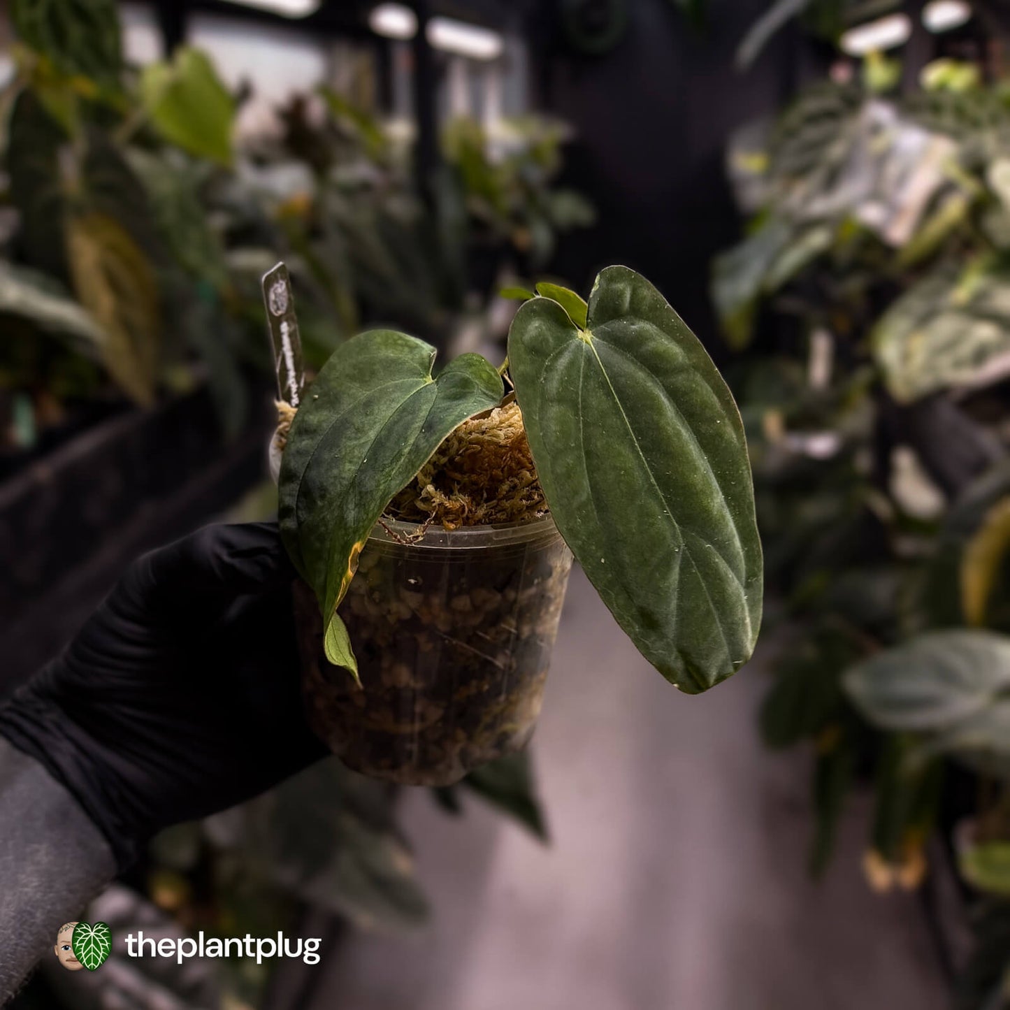 Anthurium antolakii ('Round' x 'BBL') f2
