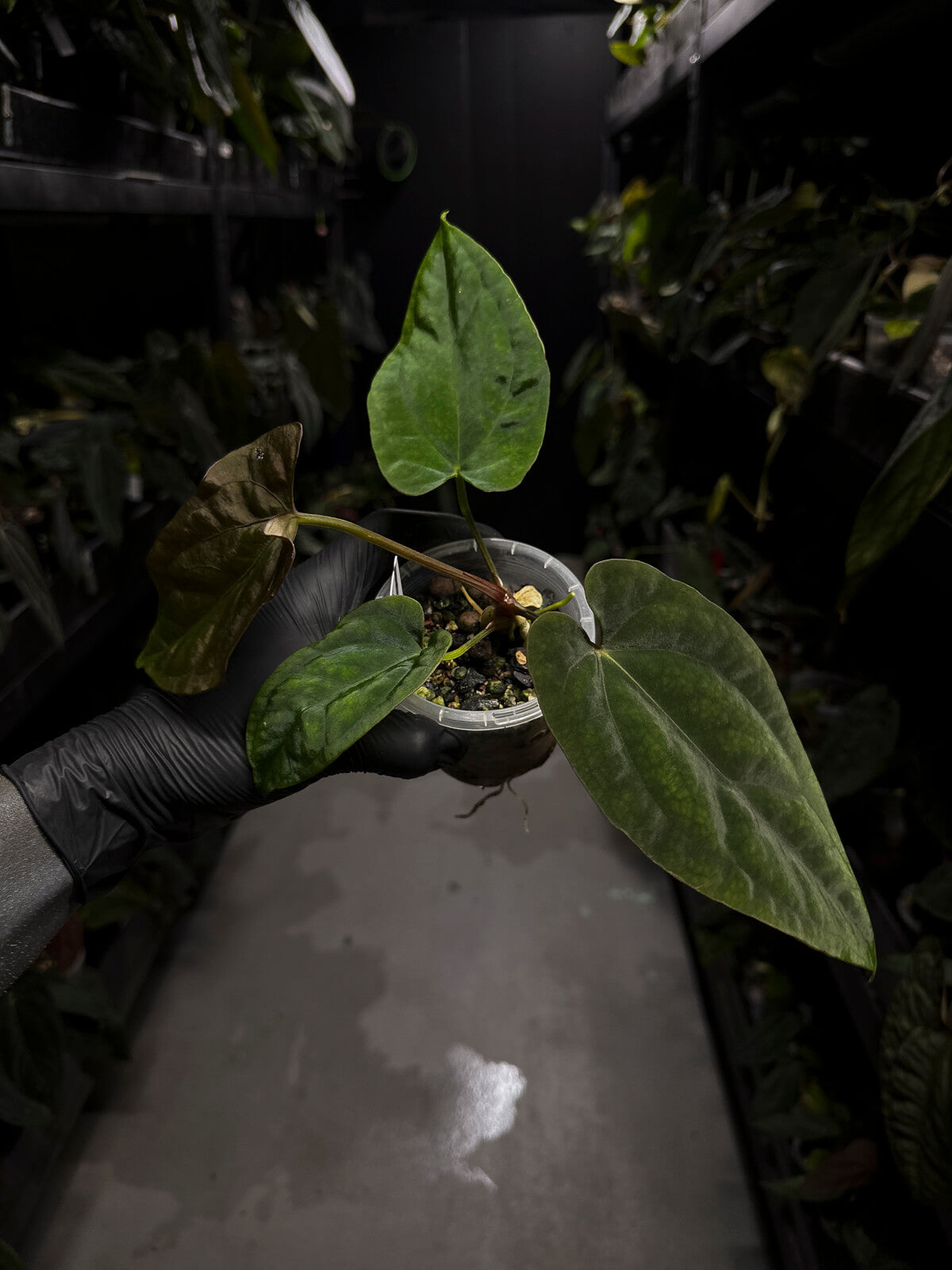 Anthurium (papillilaminum x dressleri) 'JS' x 'Eastern dressleri'