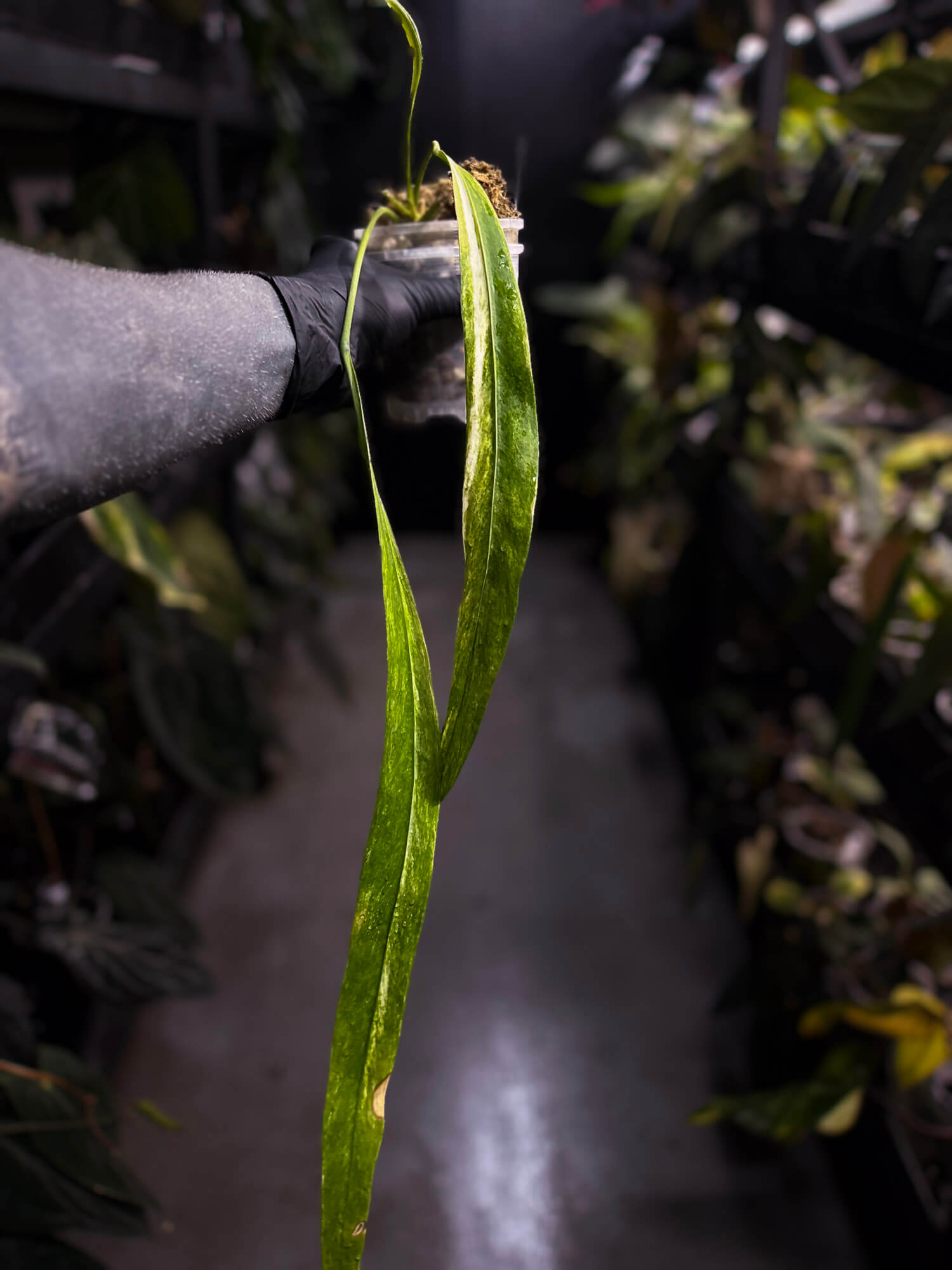 Anthurium vittarifolium variegated • XL