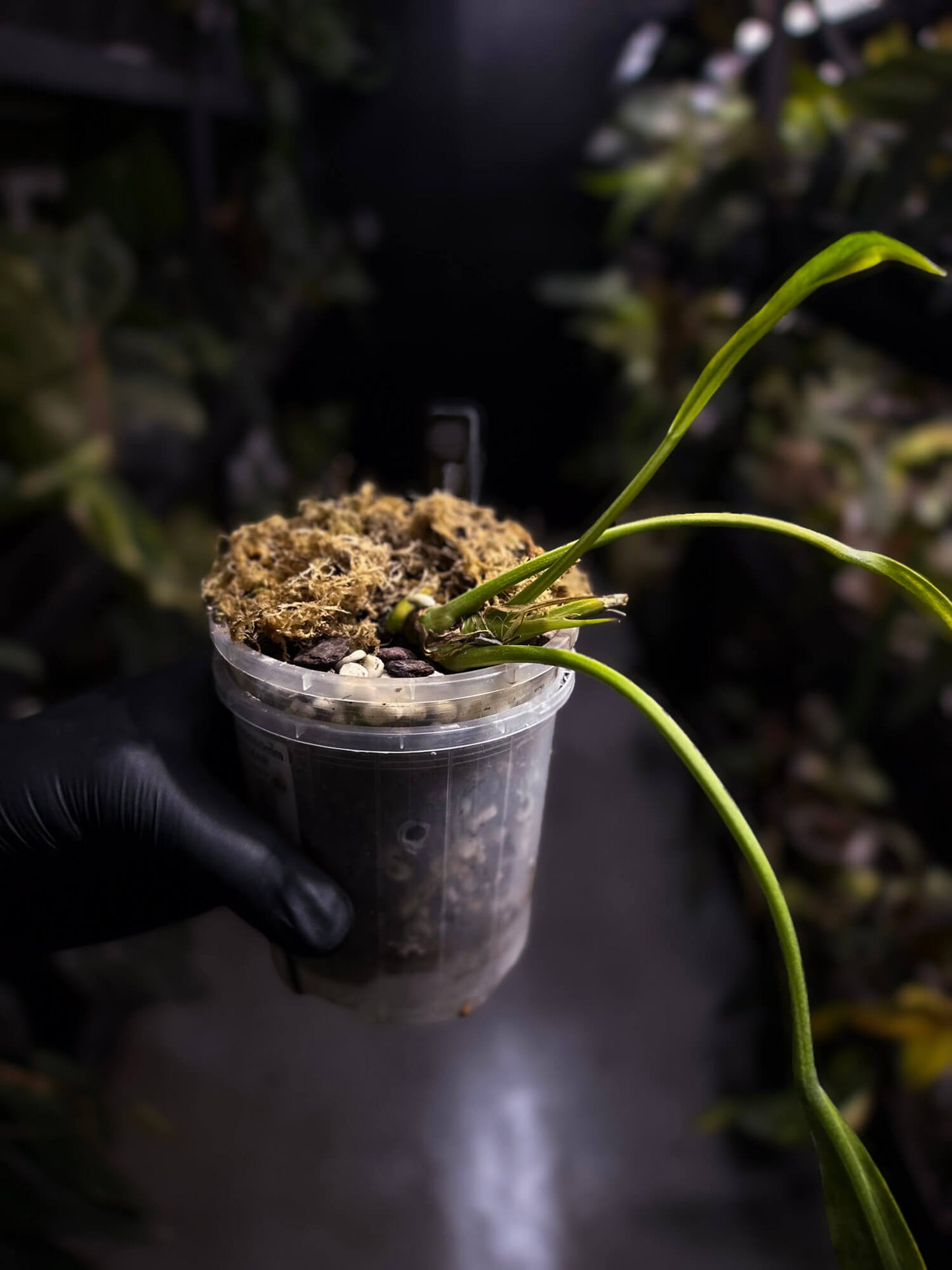 Anthurium vittarifolium variegated • XL