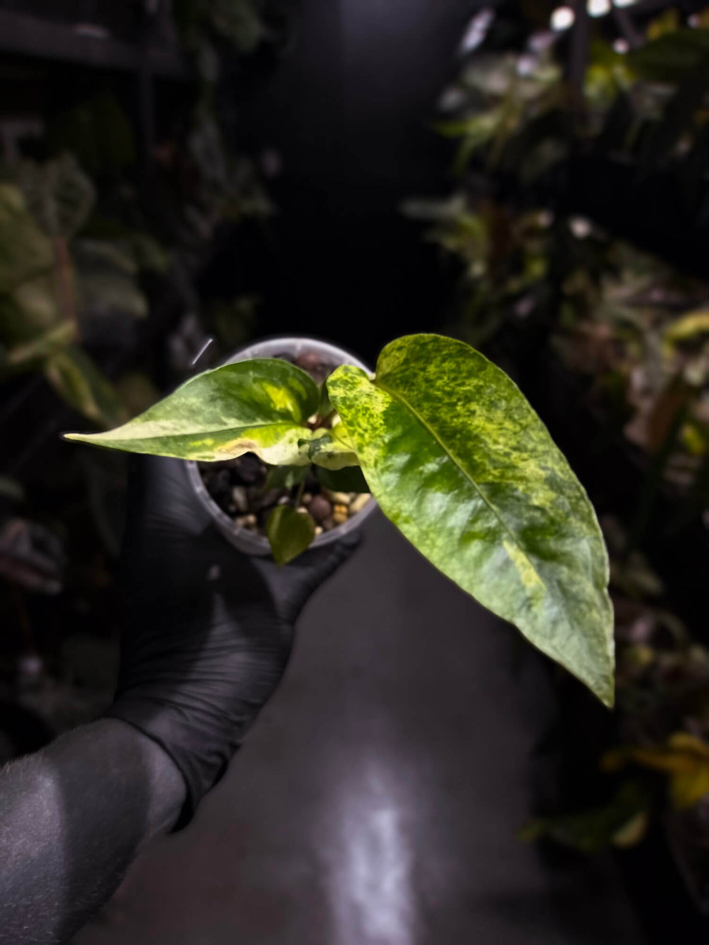 Anthurium hookeri variegated ✨
