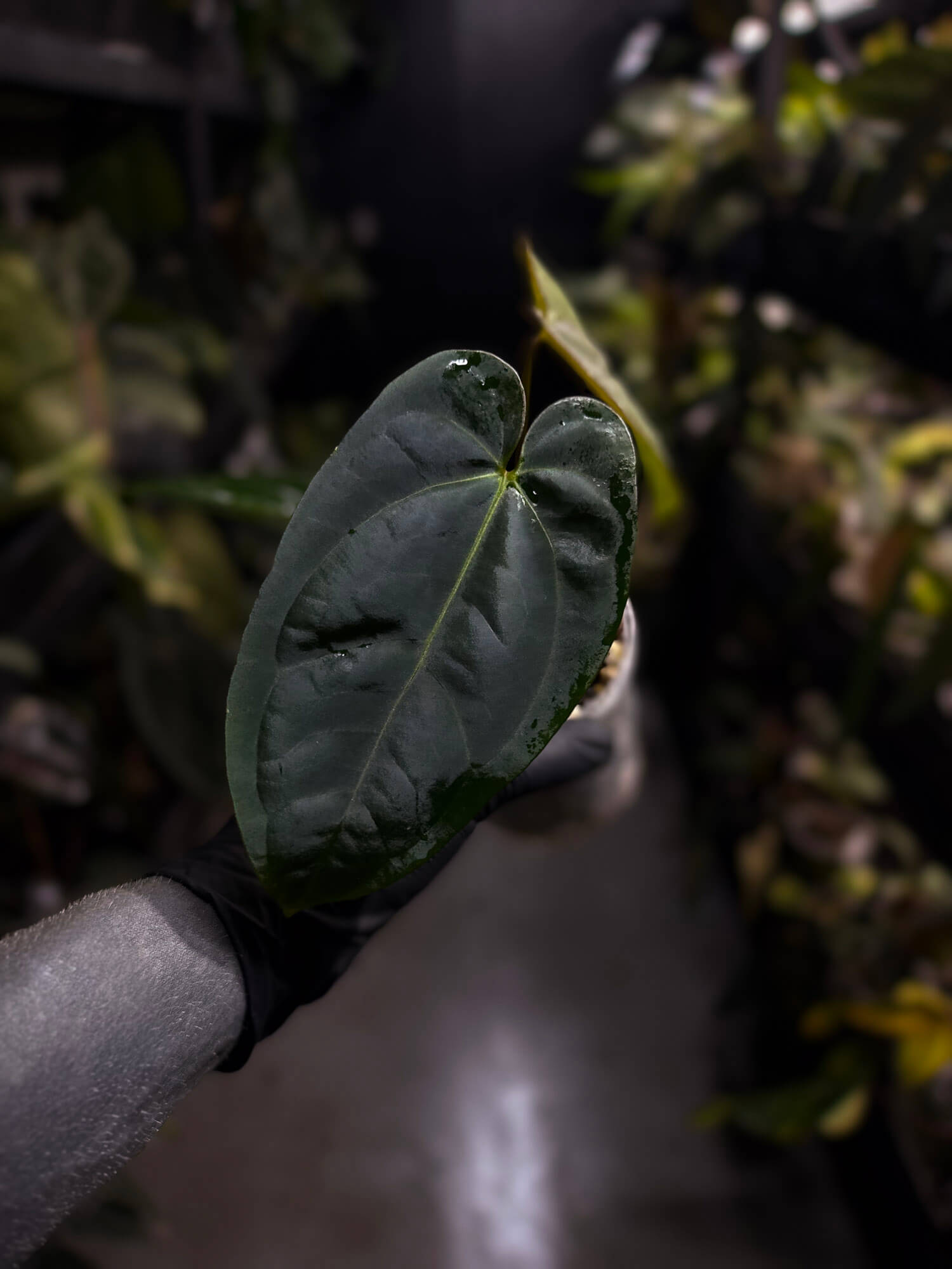 Anthurium #DressSense