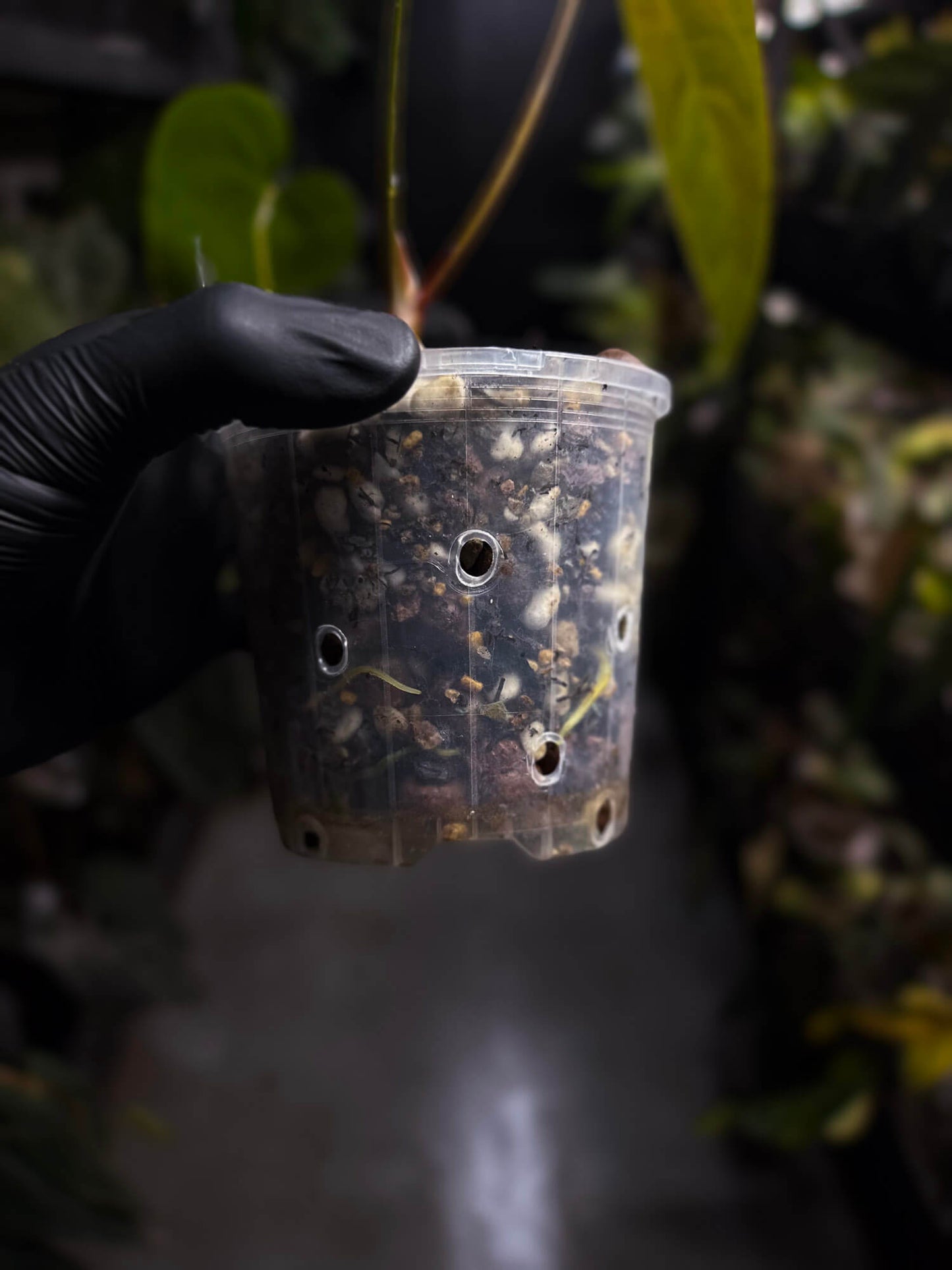 Anthurium #DressSense