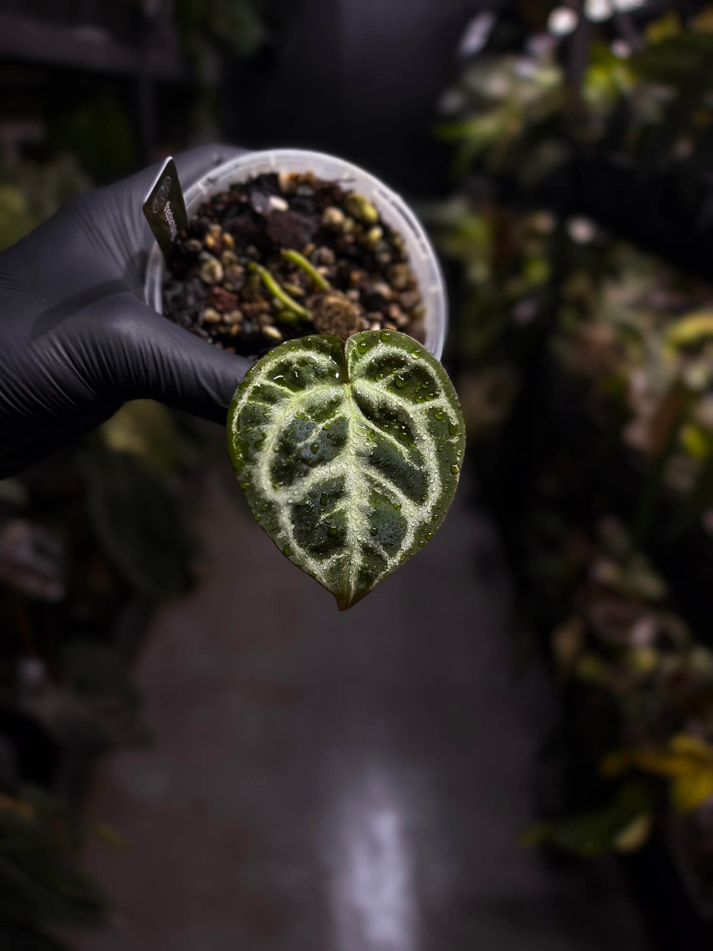 Anthurium 'Dorayaki Silver' x ('HU' x 'Red Crystallinum')