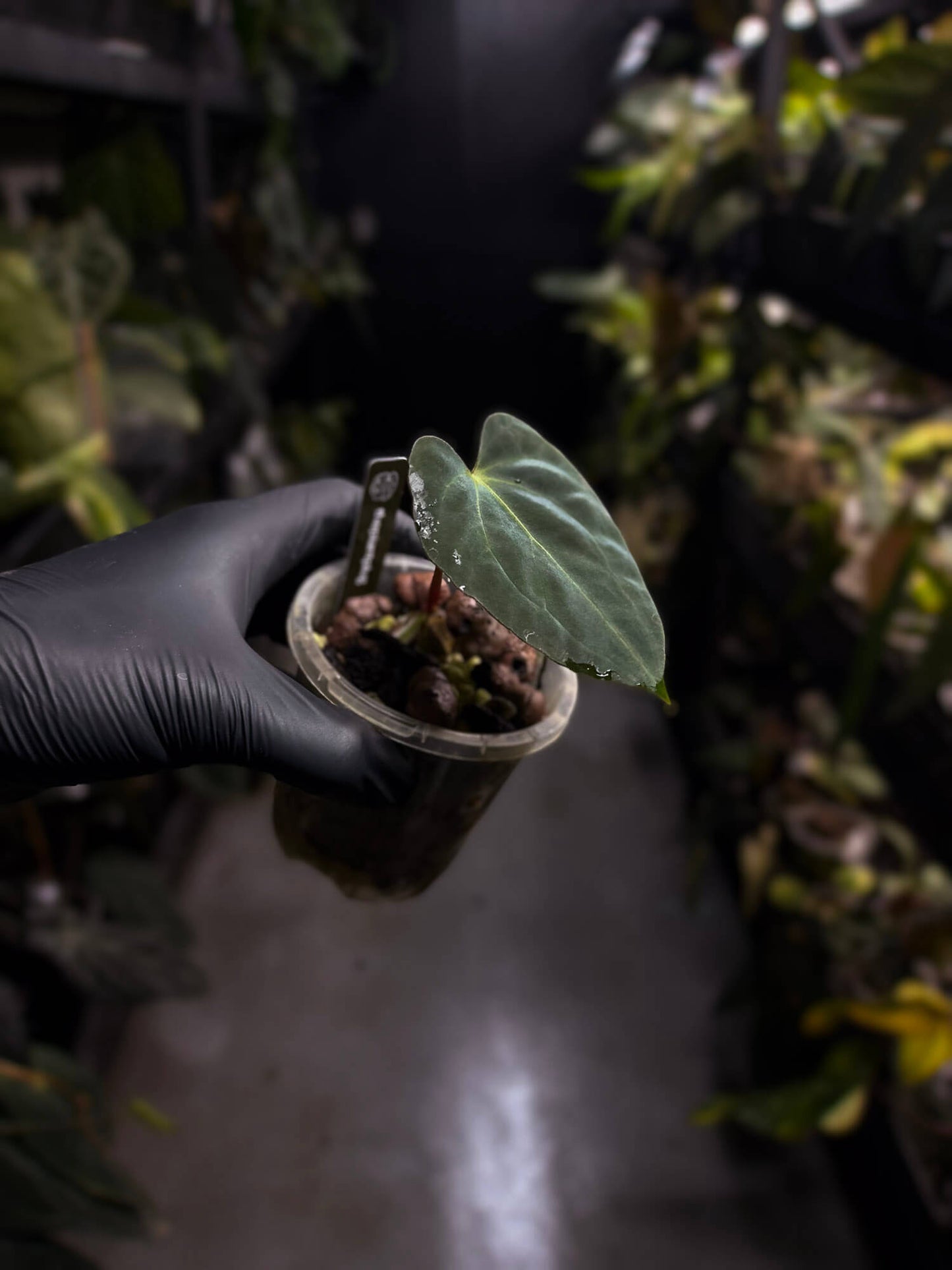 Anthurium papillilaminum x regale