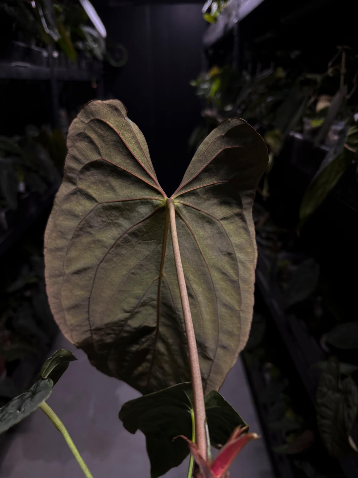 Anthurium papillilaminum • select holdback