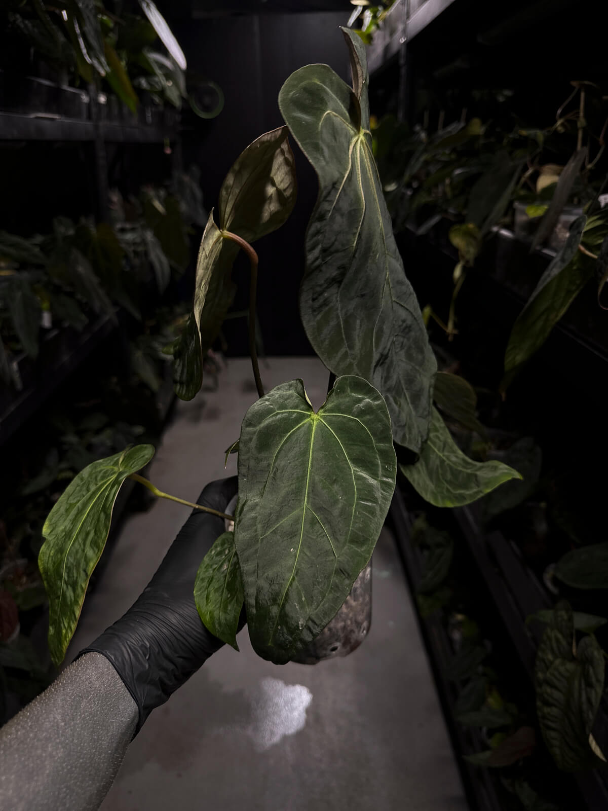 Anthurium #MidasTouch • holdback