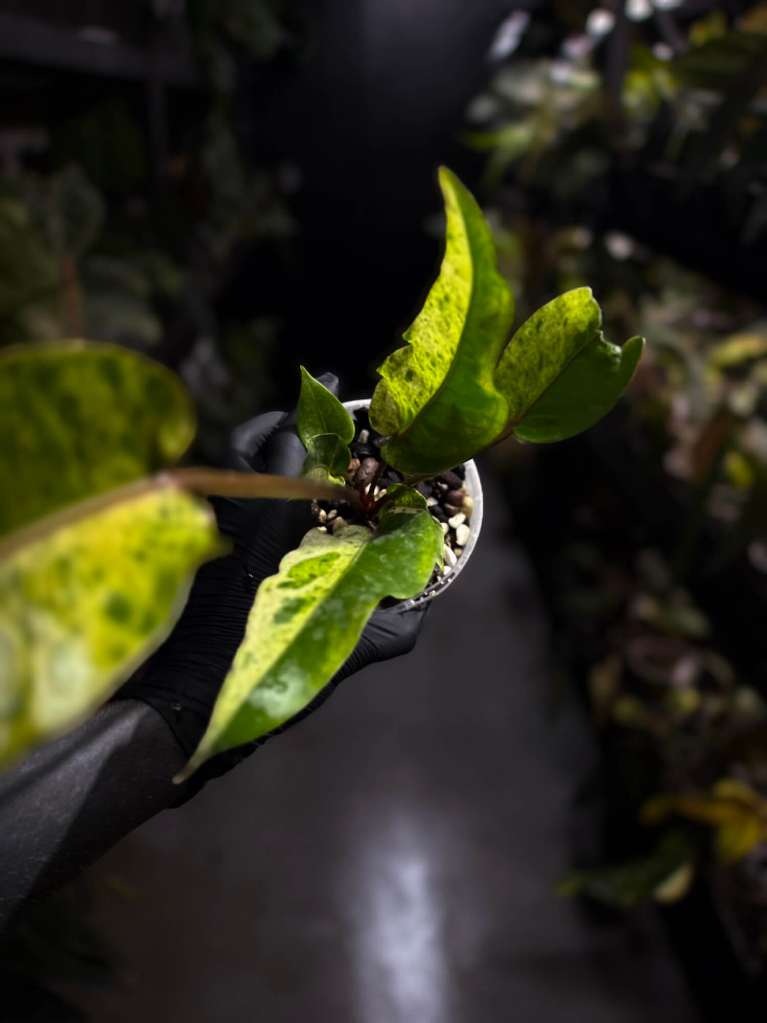 Anthurium hookeri •half moon variegated ✨