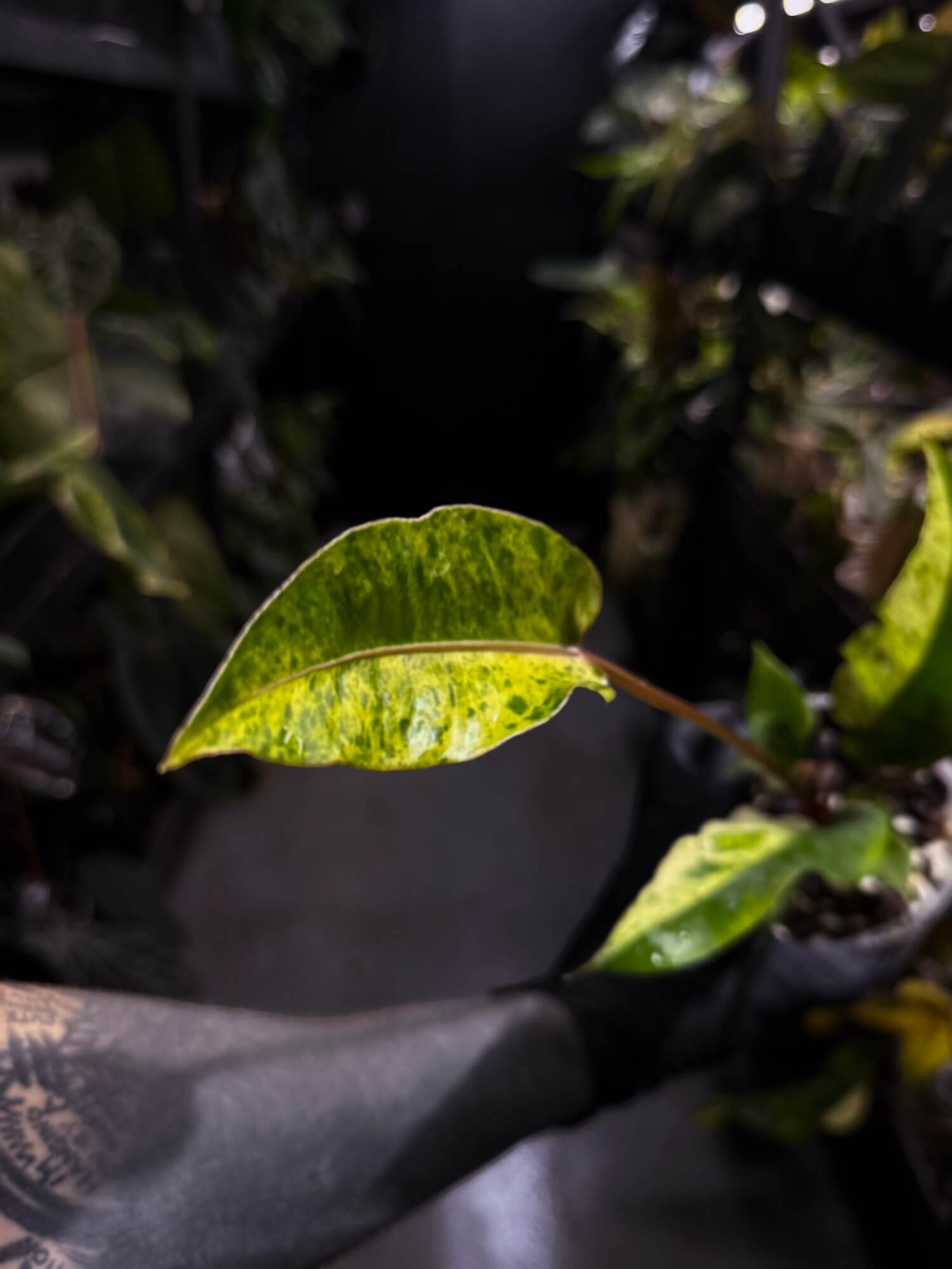 Anthurium hookeri •half moon variegated ✨