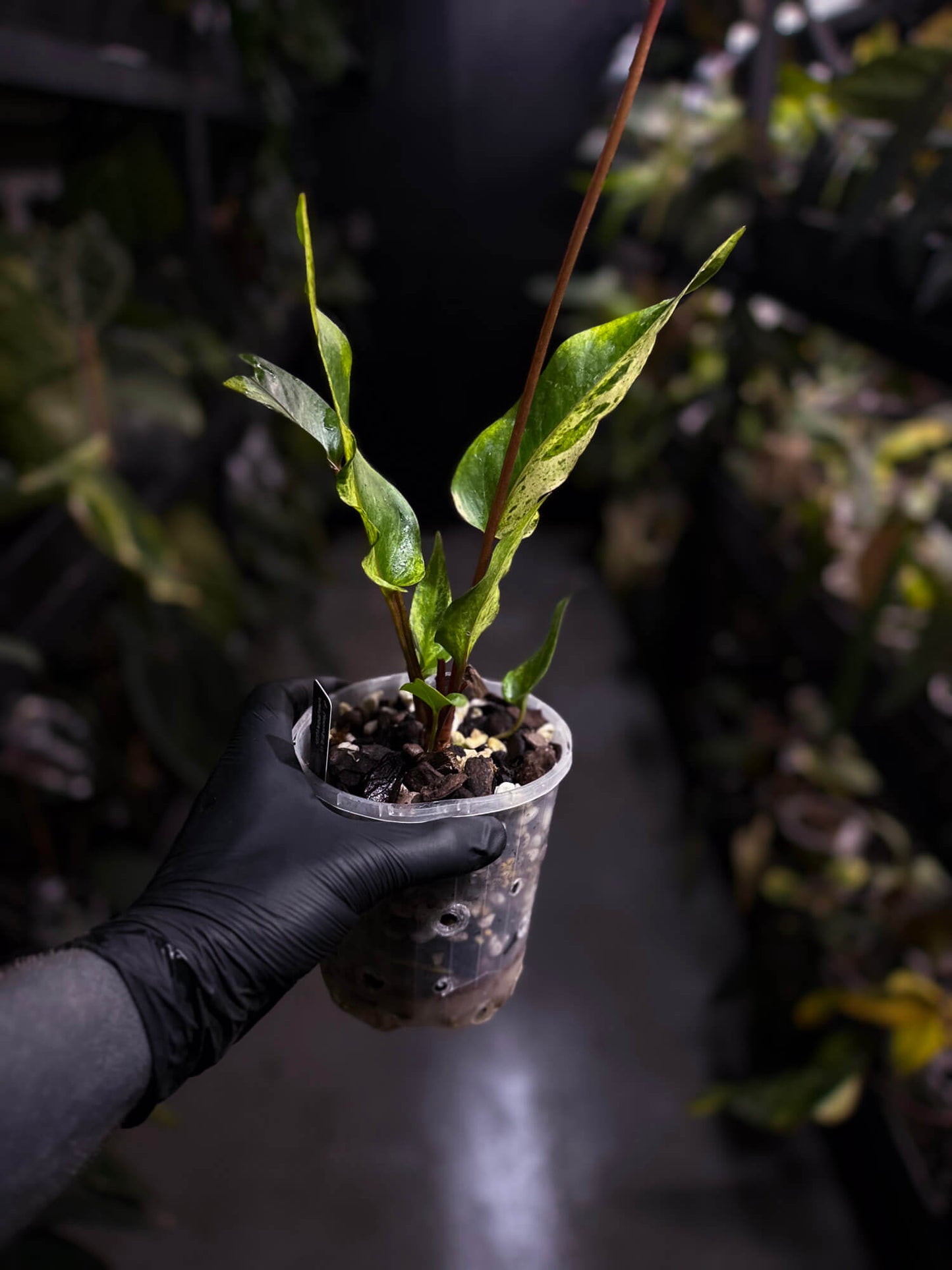 Anthurium hookeri •half moon variegated ✨