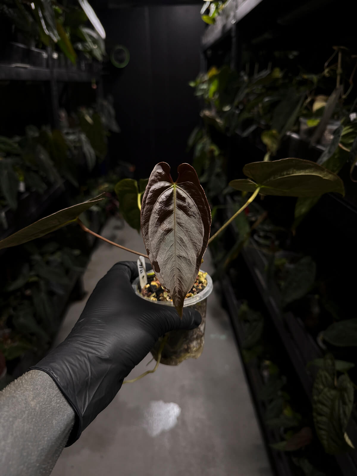 Anthurium #PLUG006