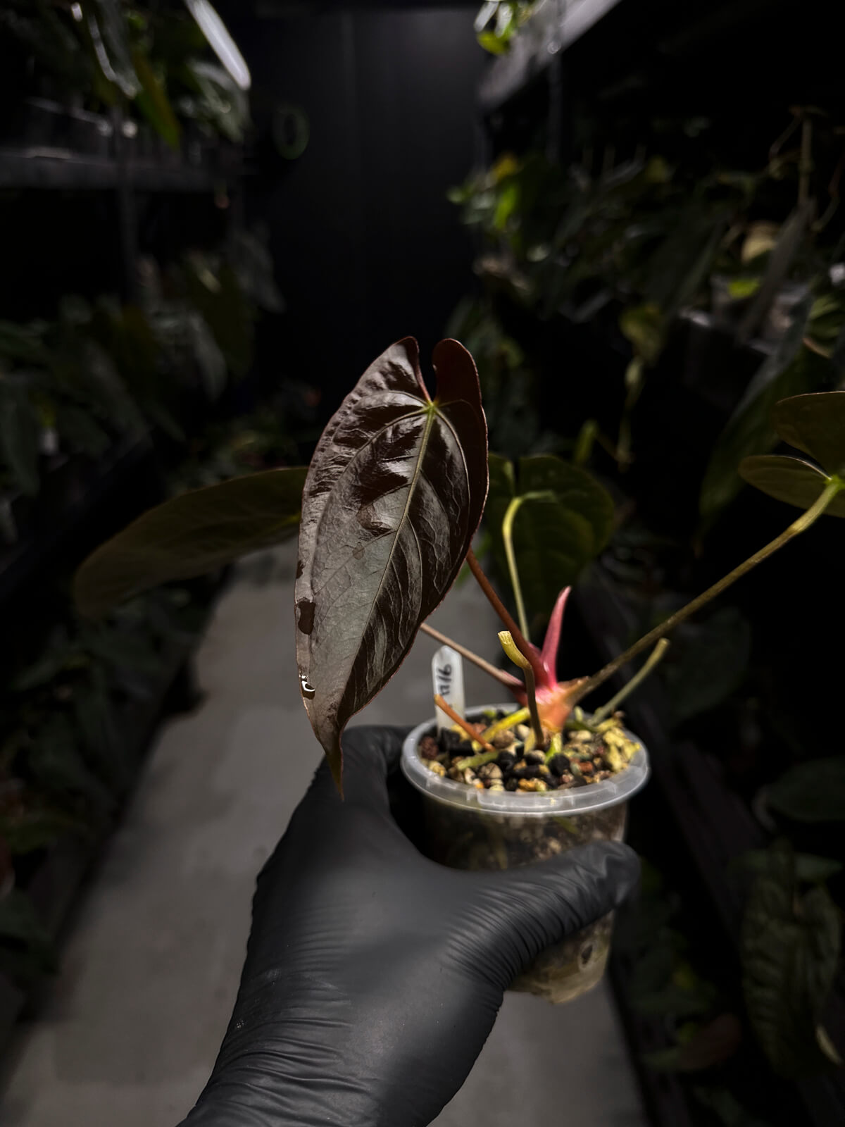 Anthurium #PLUG006