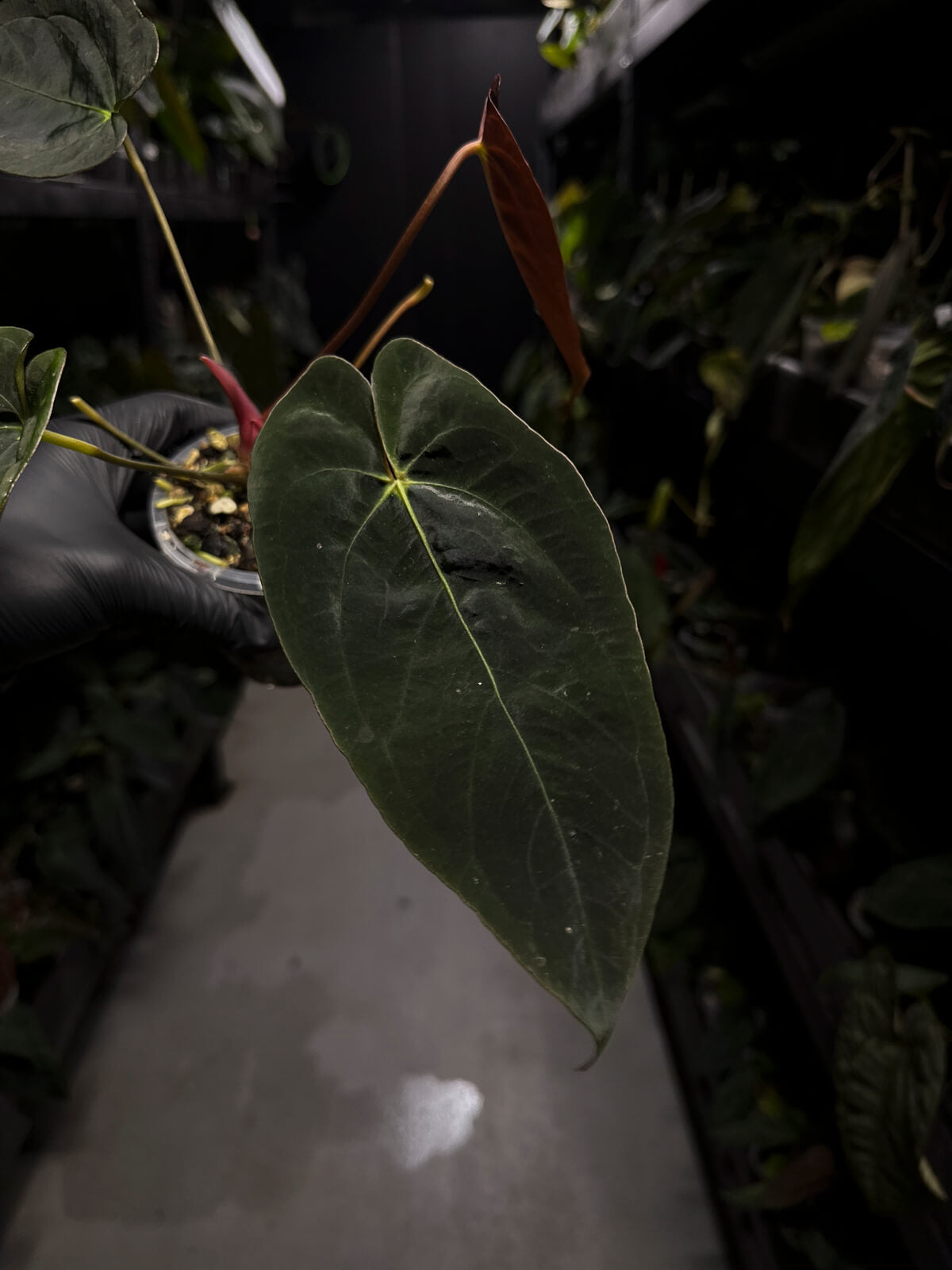 Anthurium #PLUG006