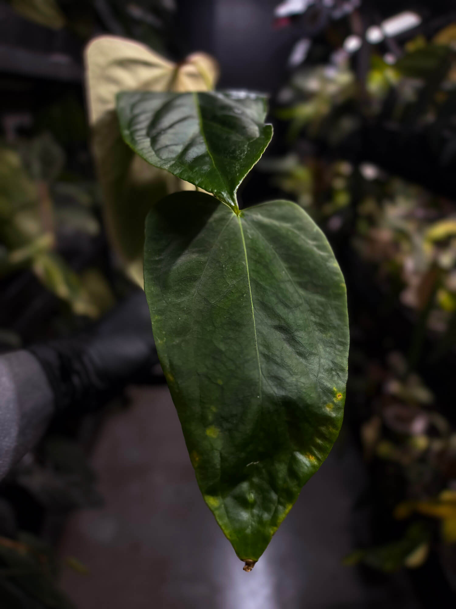 Anthurium #KissinCousins