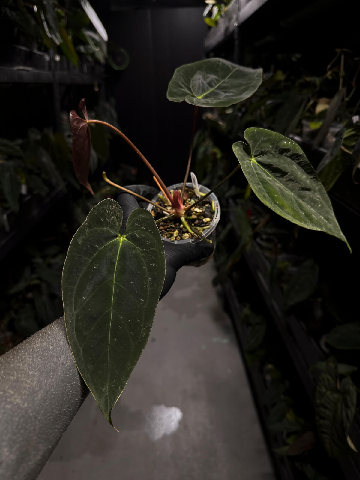 Anthurium #PLUG006