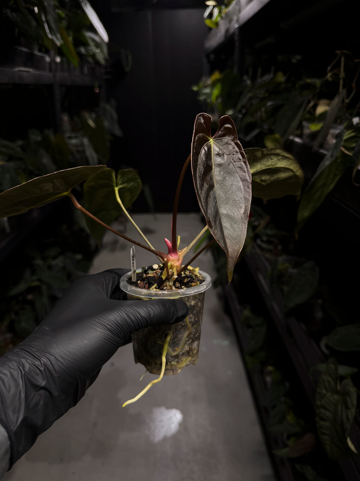 Anthurium #PLUG006