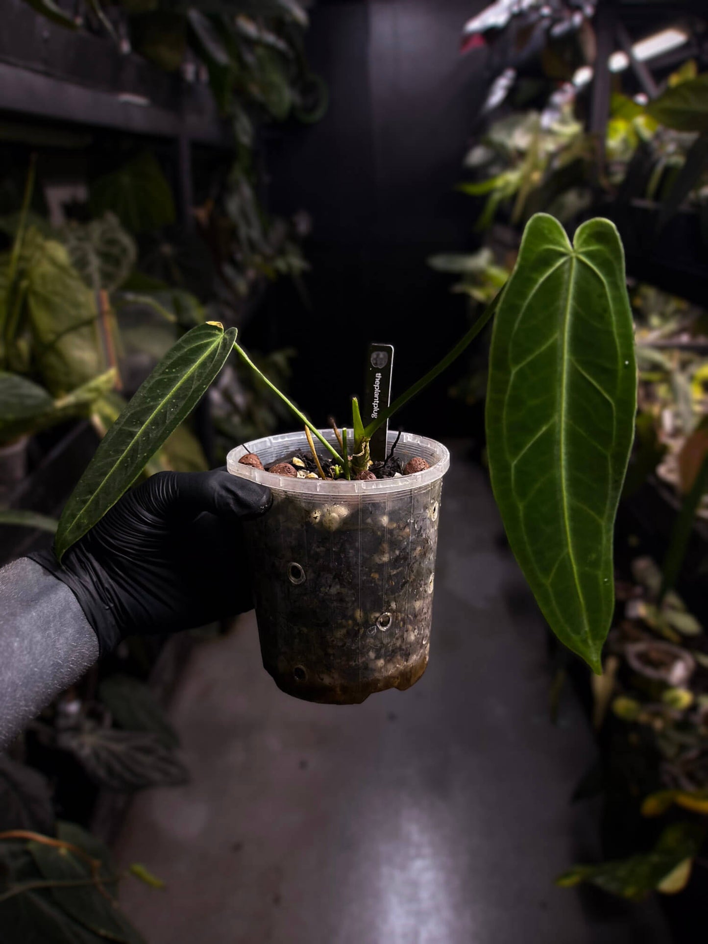 Anthurium warocqueanum 'Dark Narrow'