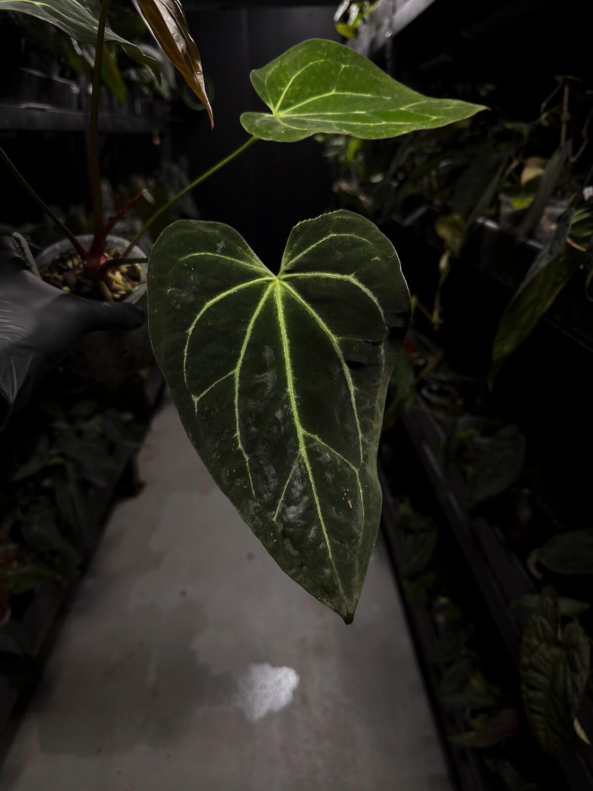 Anthurium ('Blackx' x 'Hoffx') x 'Heinz' s1