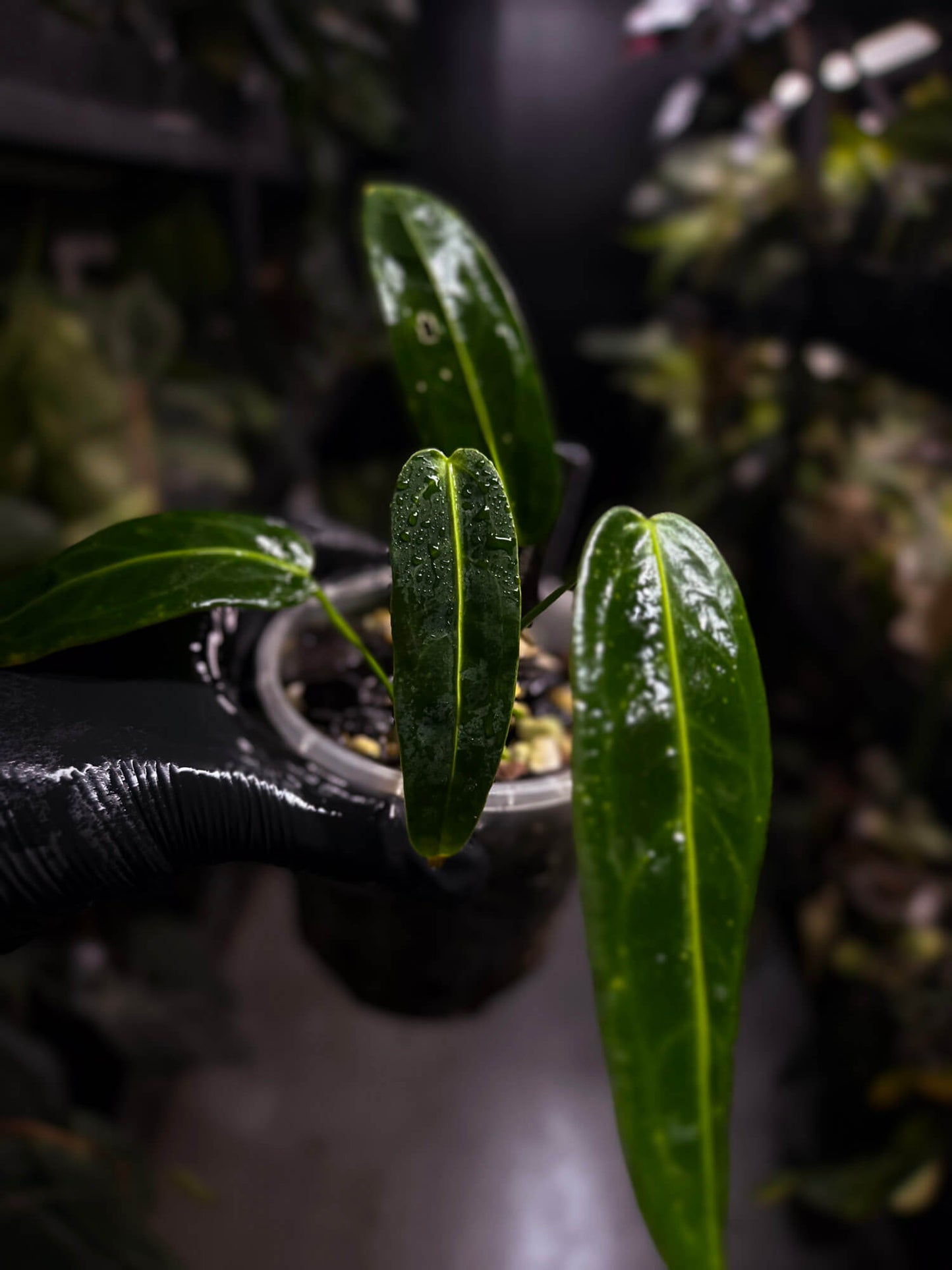 Anthurium warocqueanum 'Dark Narrow'