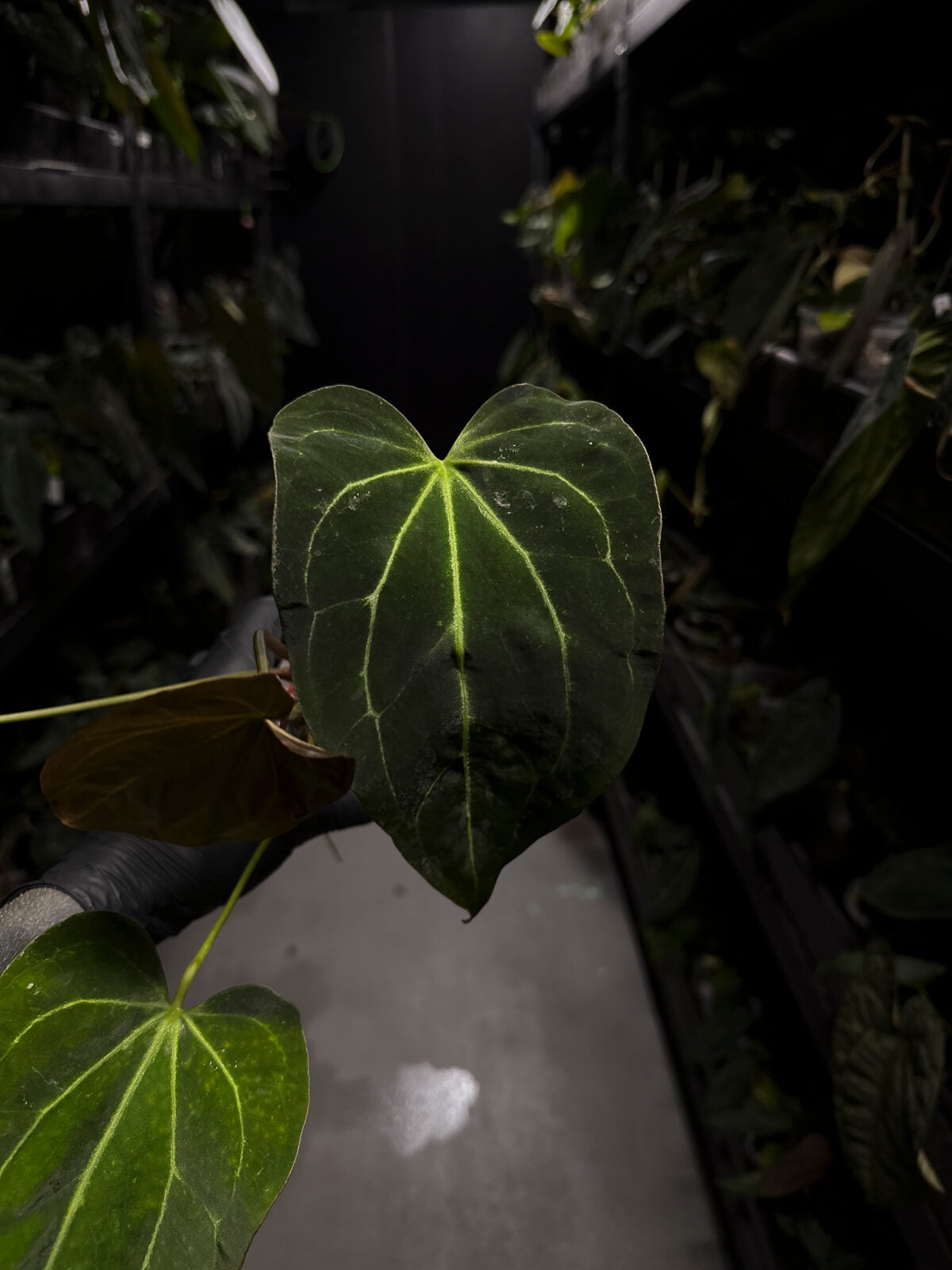 Anthurium ('Blackx' x 'Hoffx') x 'Heinz' s1