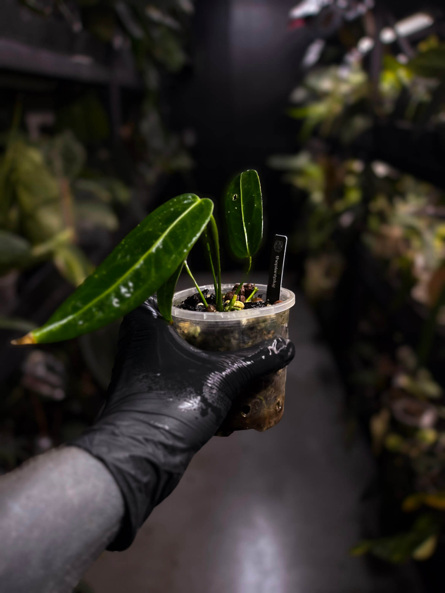 Anthurium warocqueanum 'Dark Narrow'
