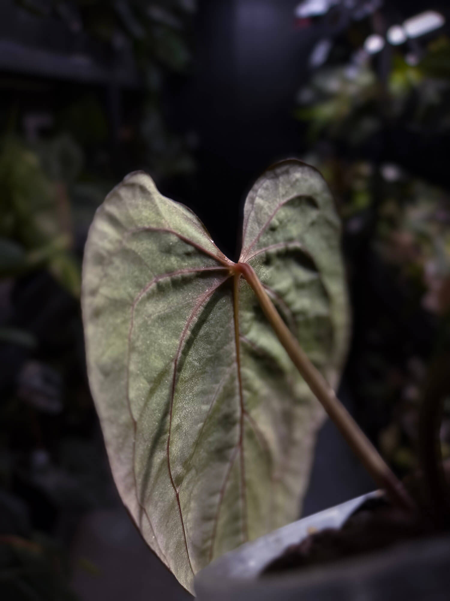 Anthurium #PLUG005 • holdback