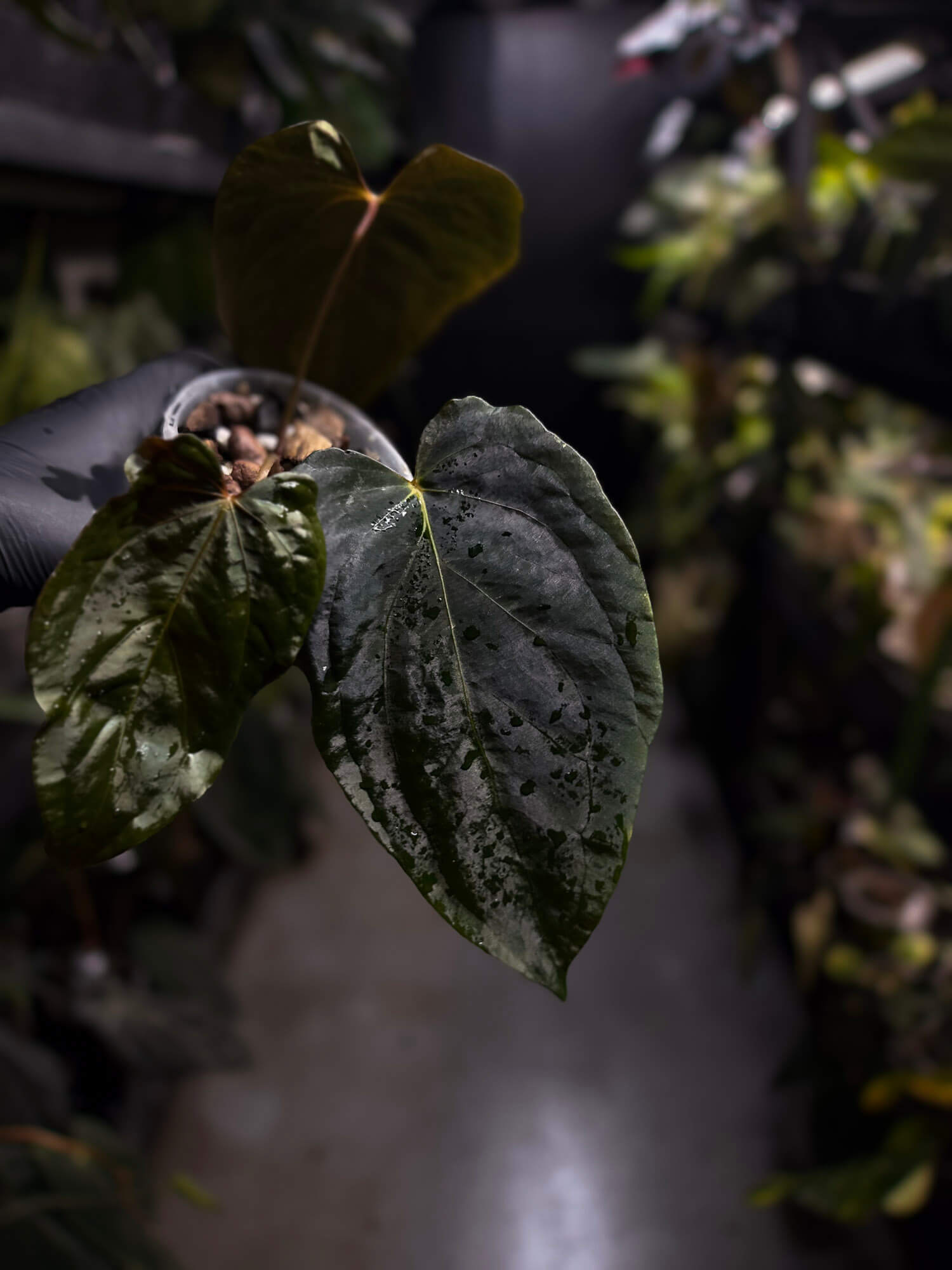 Anthurium #PLUG005 • holdback
