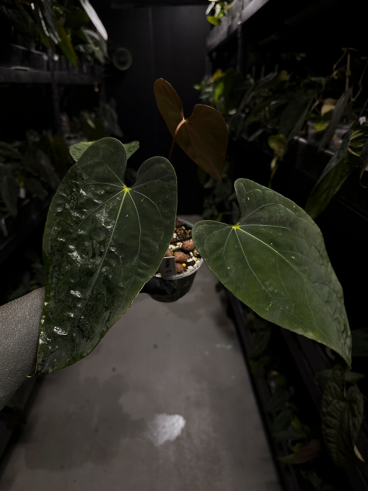 Anthurium #Malphas