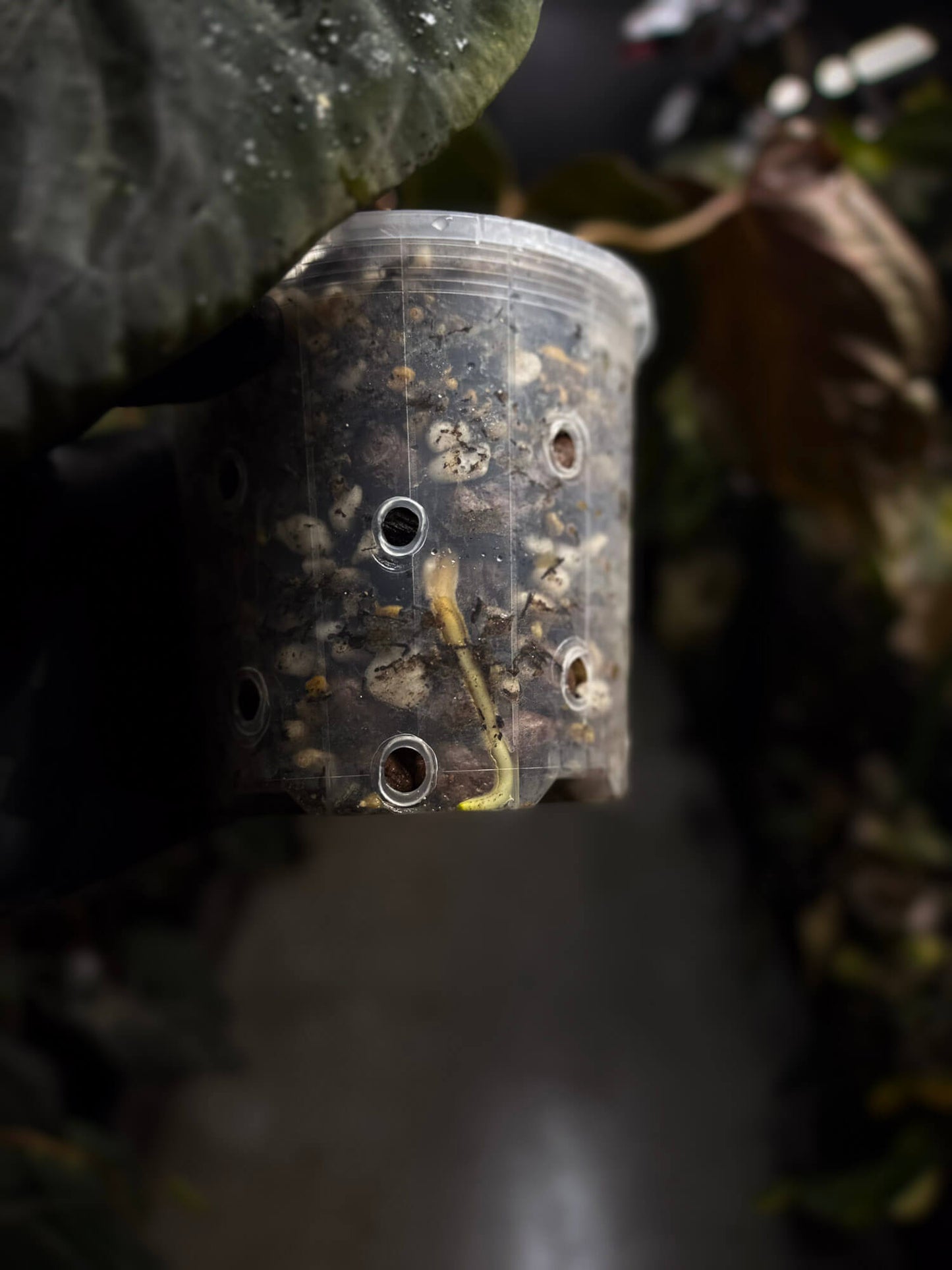 Anthurium #PLUG005 • holdback