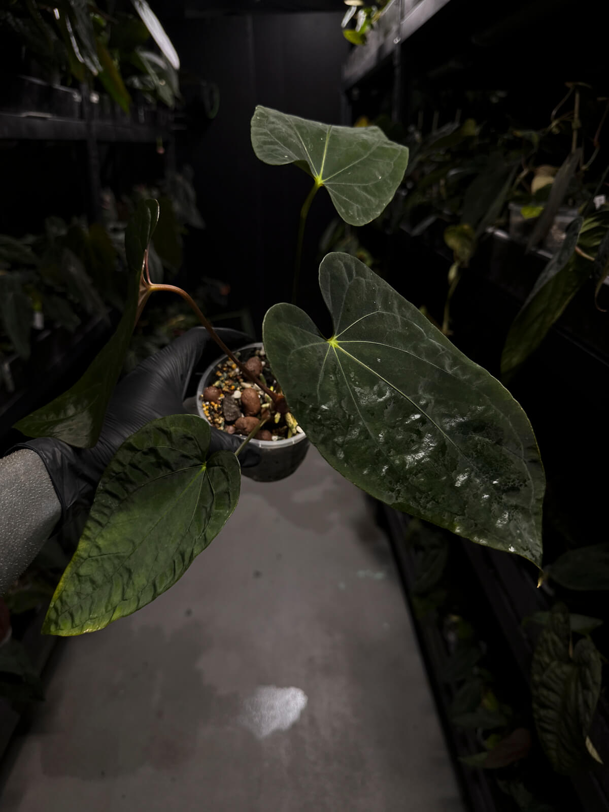 Anthurium #Malphas
