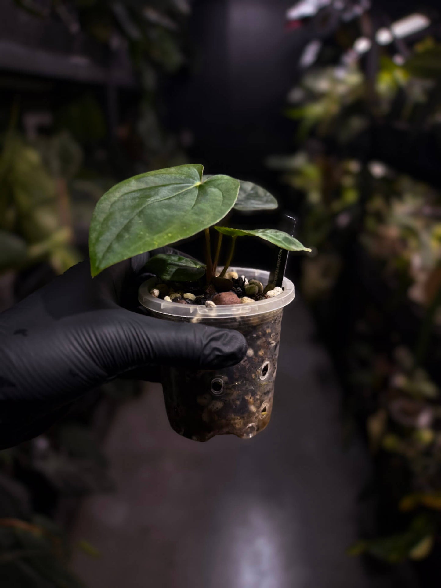 Anthurium 'Bloodmoon' x (papillilaminum x dressleri)