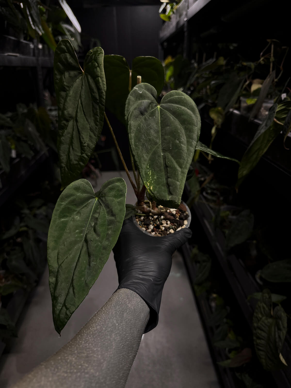 Anthurium #KissinCousins