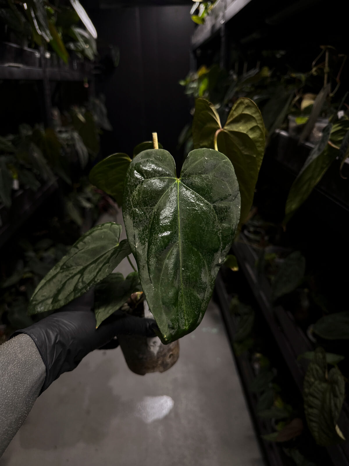 Anthurium #KissinCousins