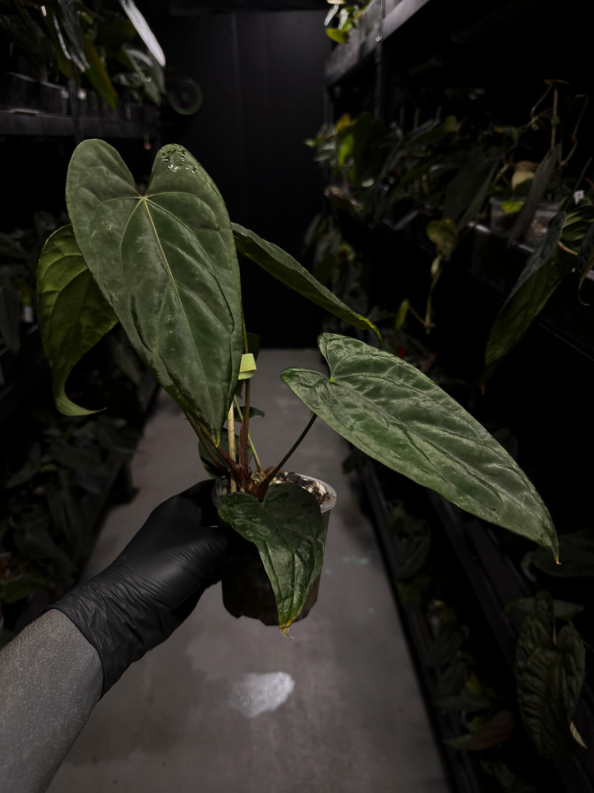 Anthurium #KissinCousins