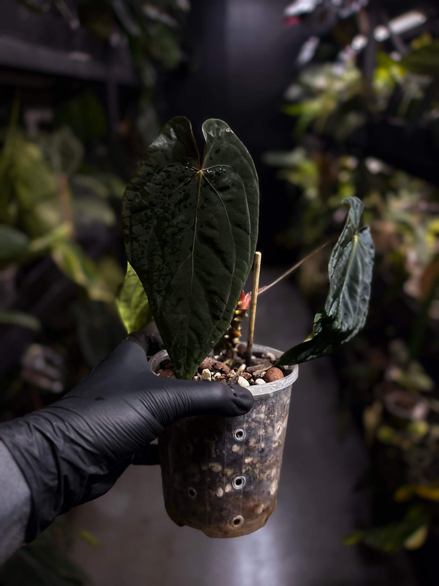 Anthurium #MidnightVelvet