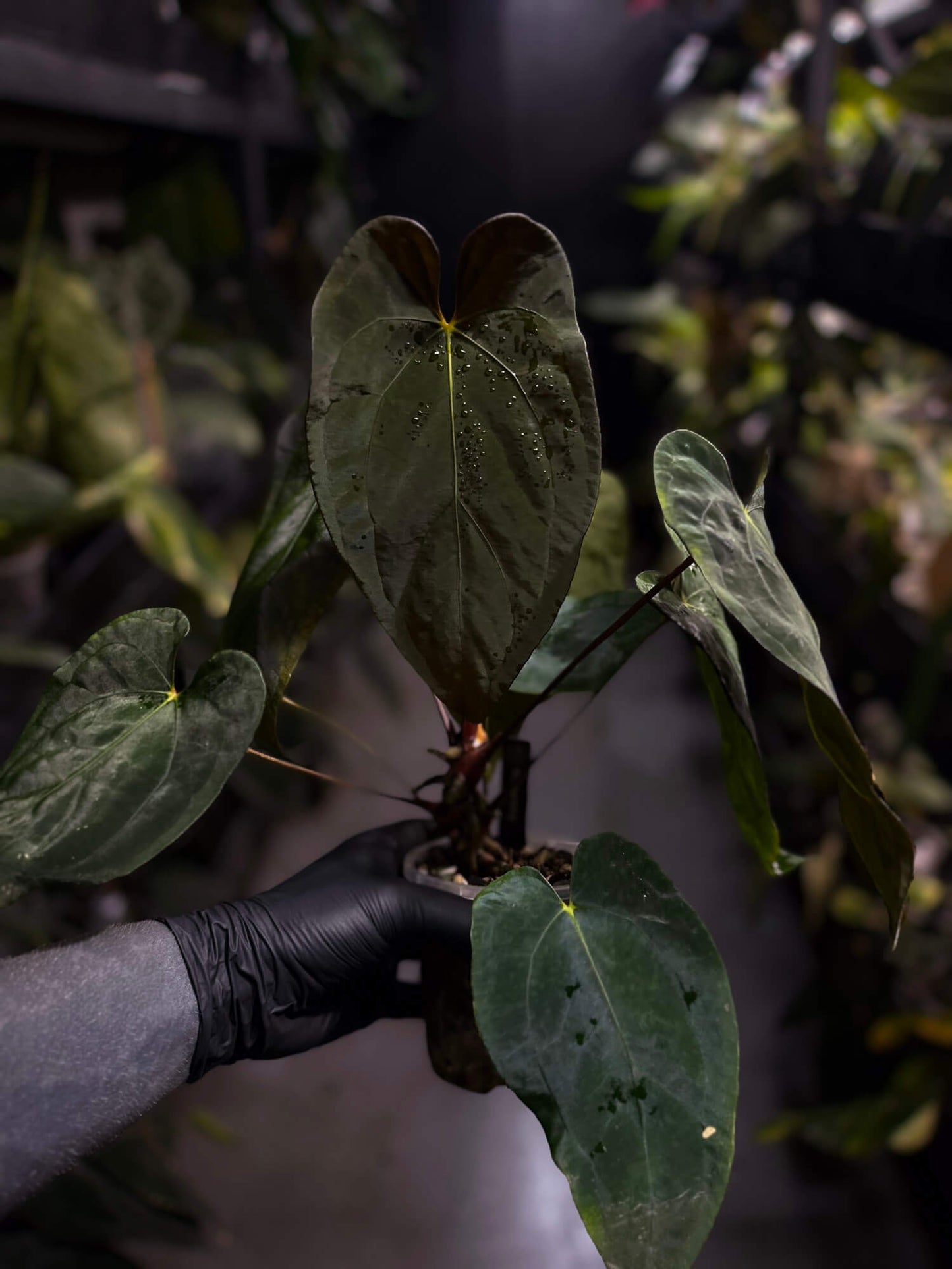 Anthurium papillilaminum hybrid 'Dropbear' x unknown