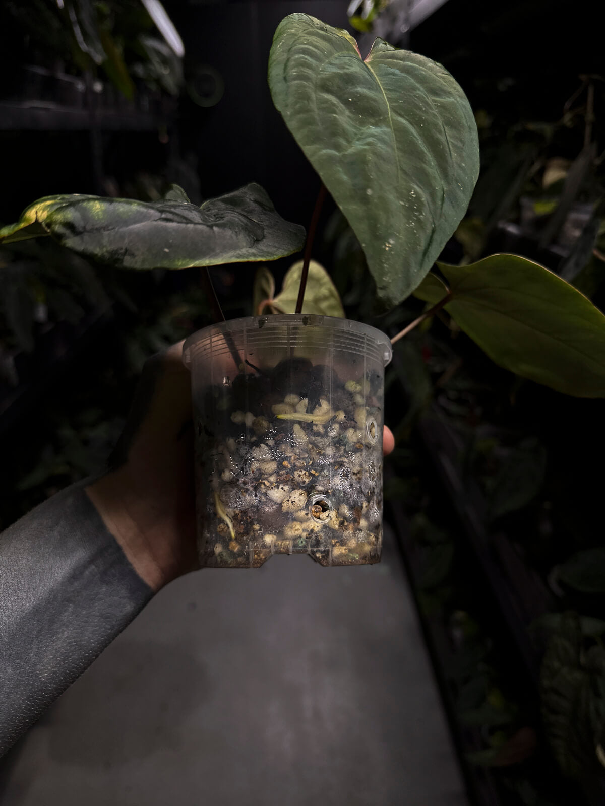 Anthurium ('Midnight Velvet' x crystallinum) x #BlackCherry 'Red' • select plant