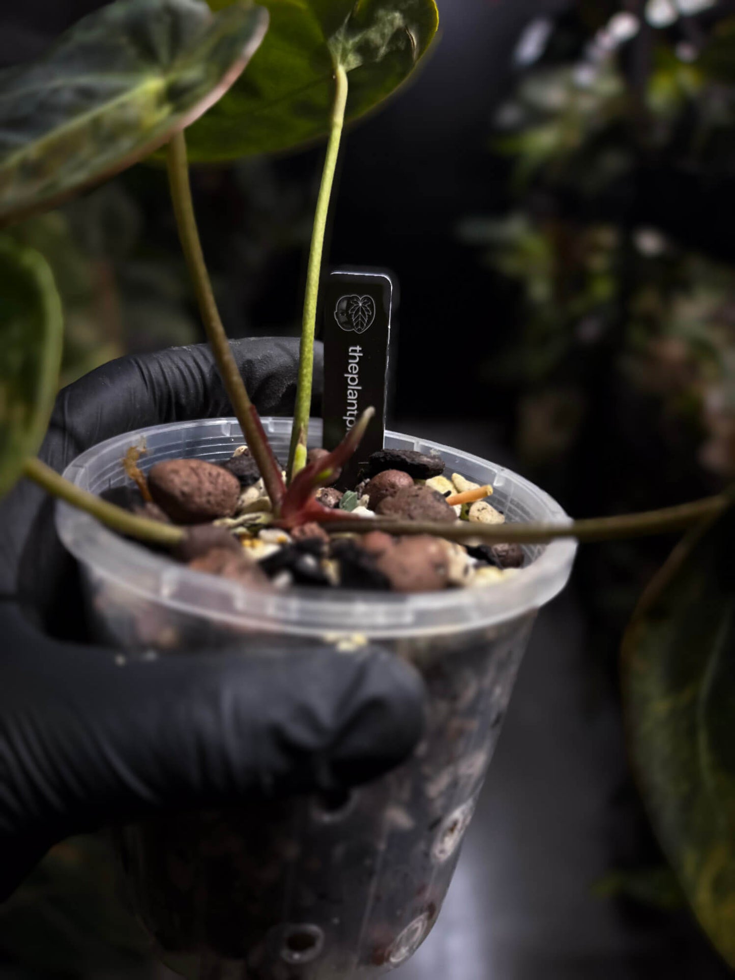 Anthurium crystallinum x forgetii variegated