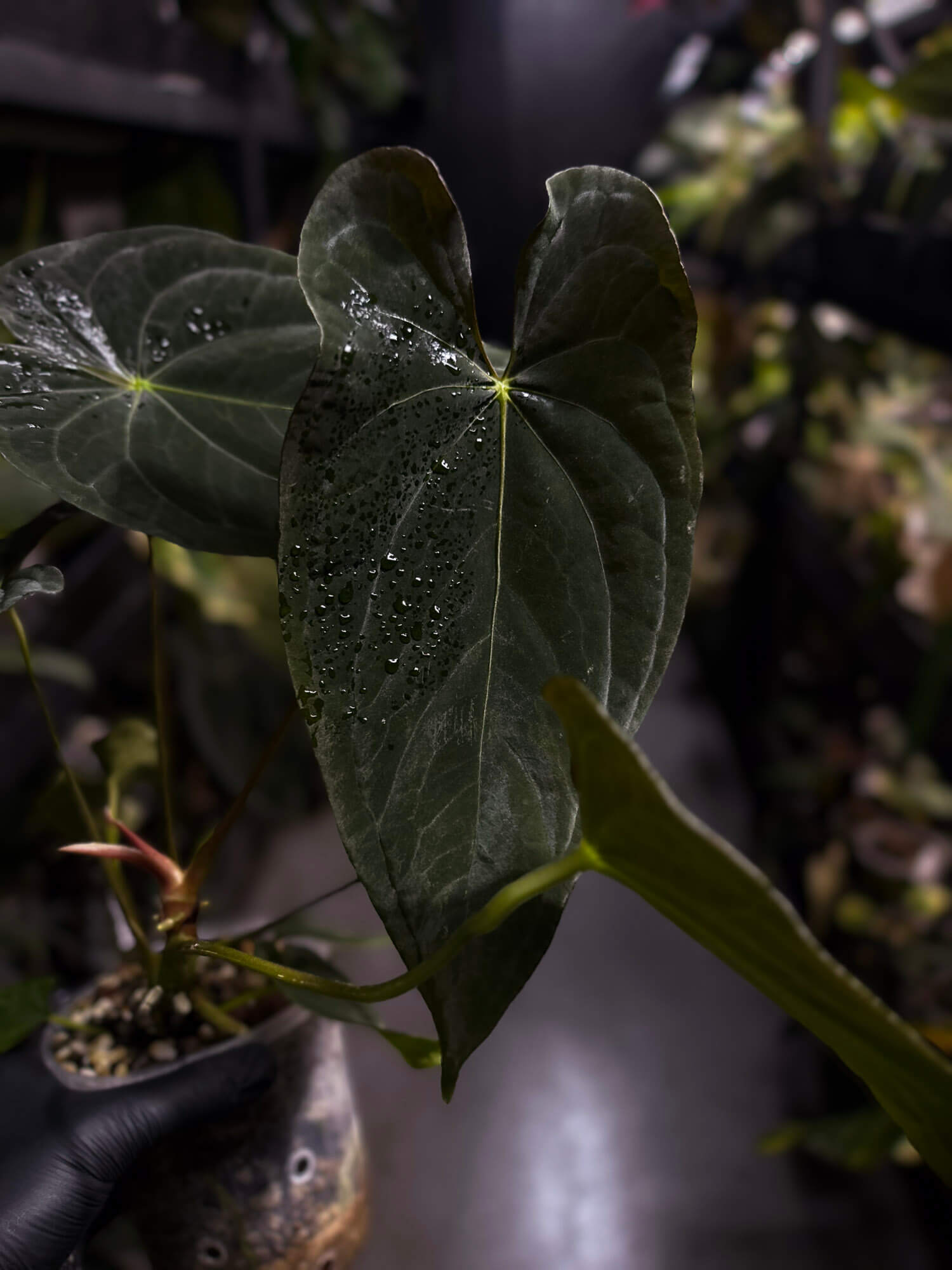 Anthurium #TwinPhoenix f2