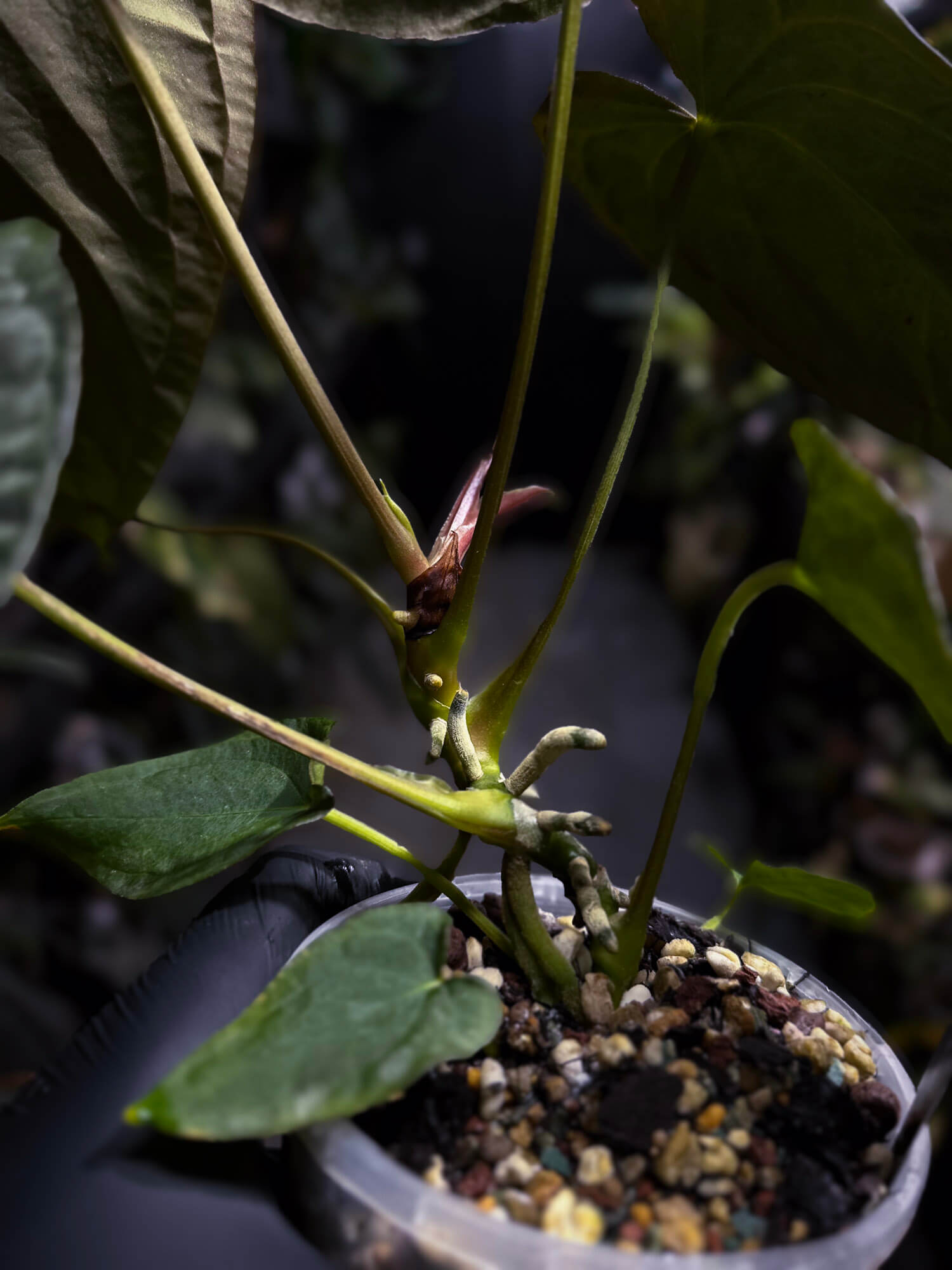 Anthurium #TwinPhoenix f2