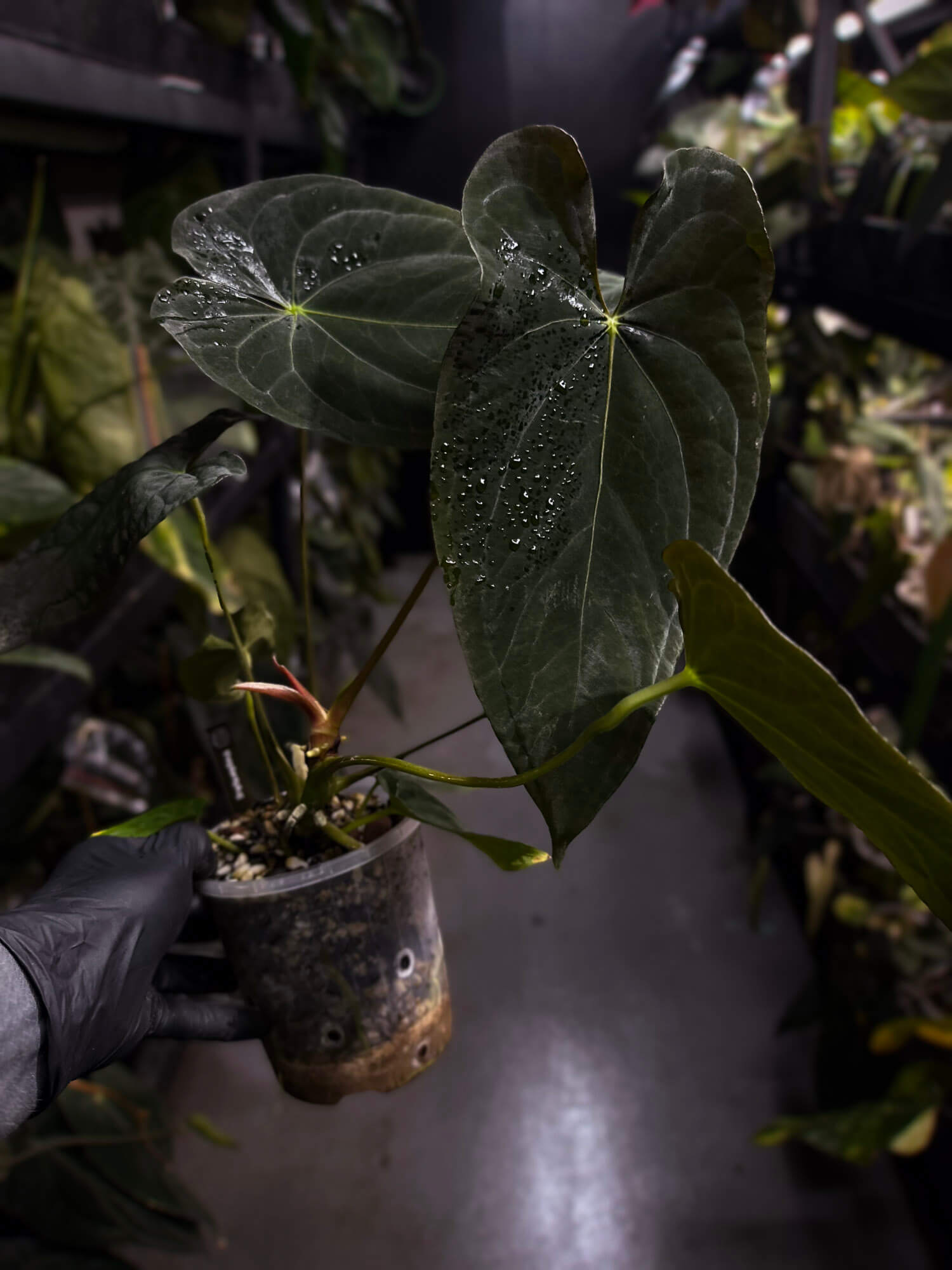 Anthurium #TwinPhoenix f2