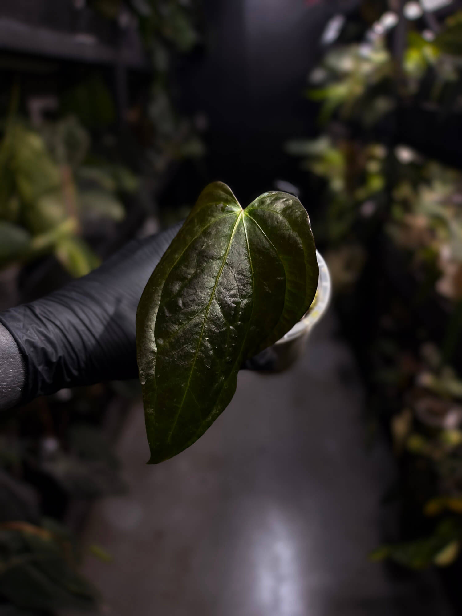 Anthurium sp. 'Guatemala' x papillilaminum