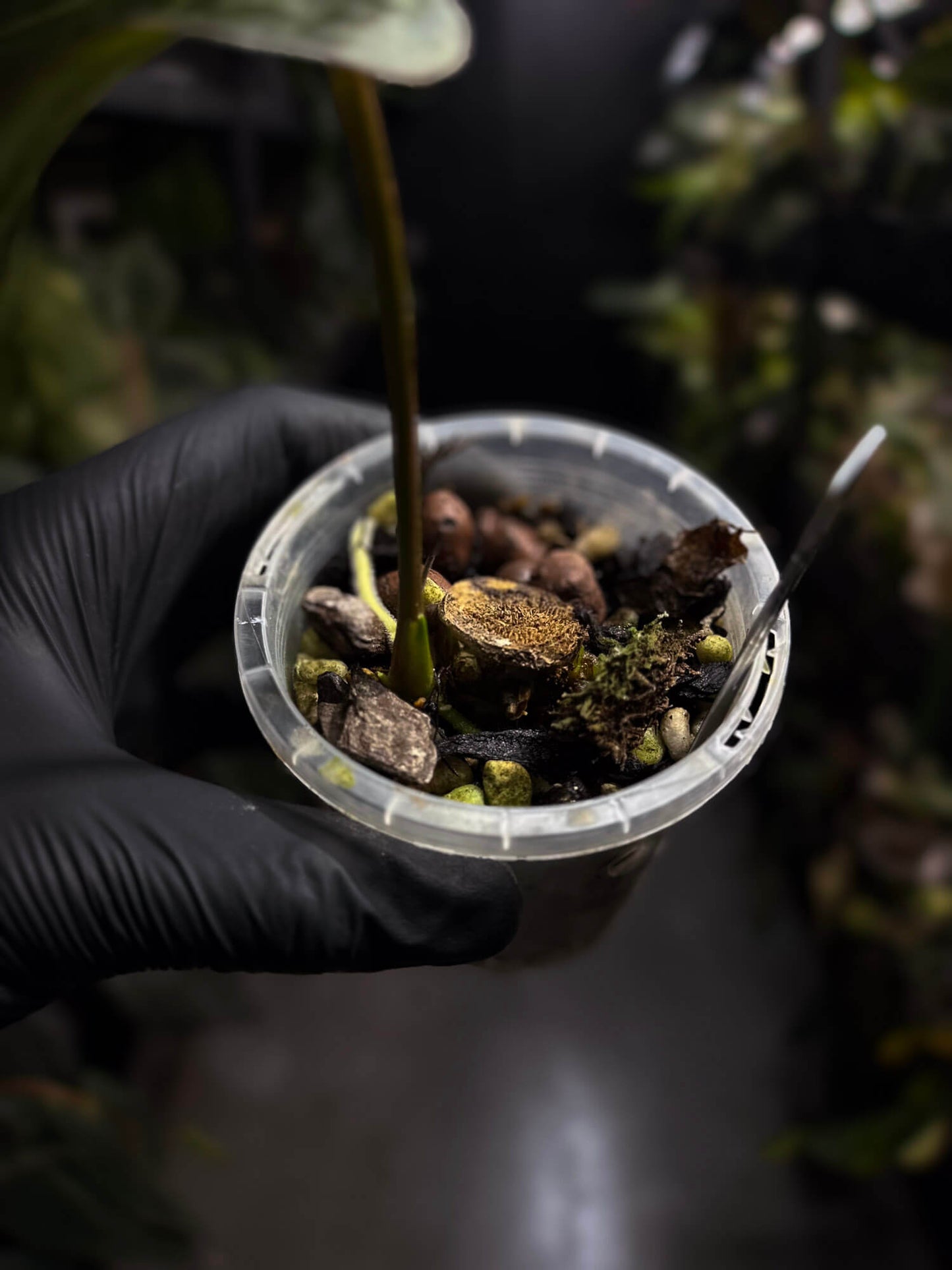 Anthurium sp. 'Guatemala' x papillilaminum