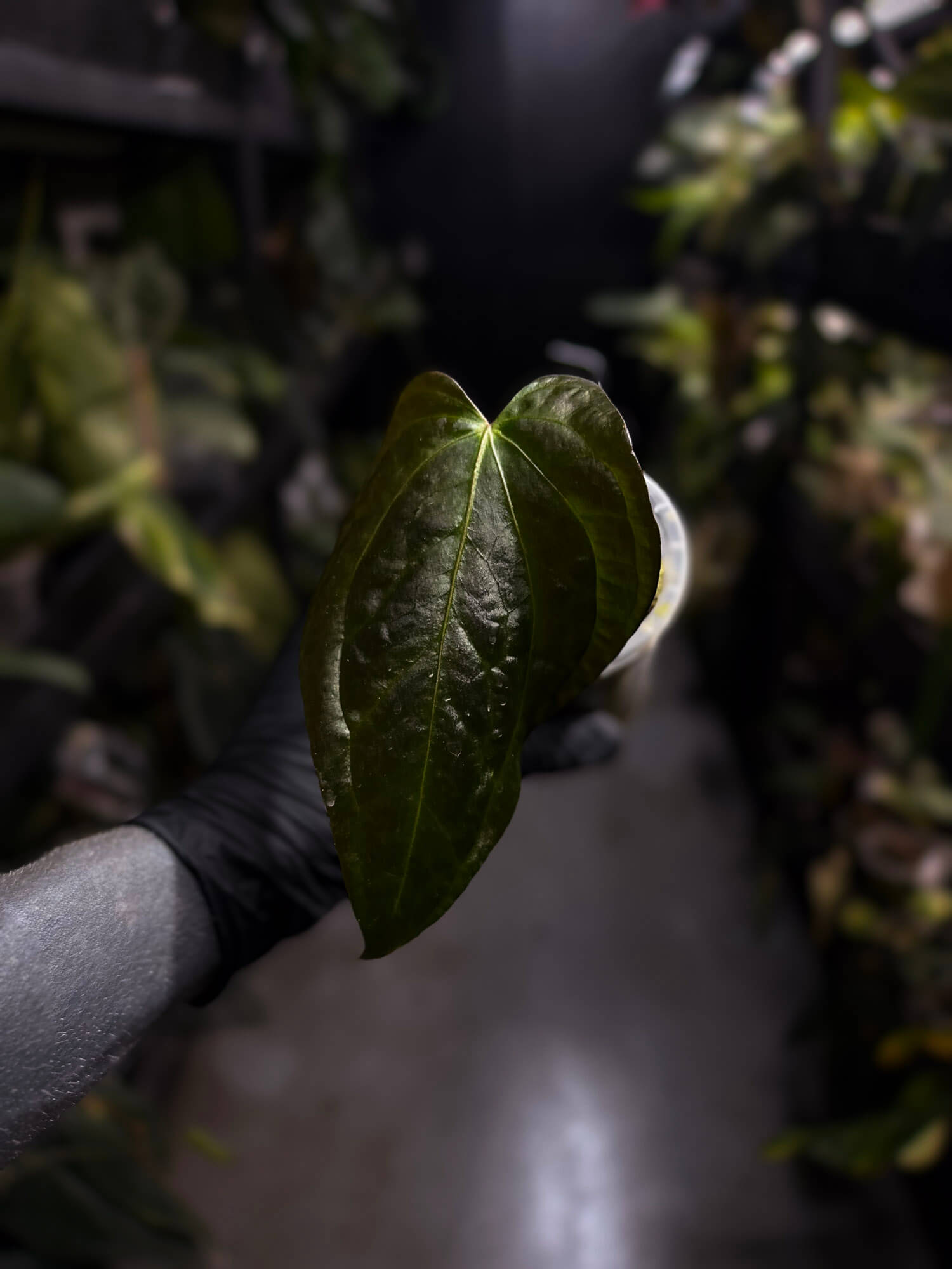 Anthurium sp. 'Guatemala' x papillilaminum
