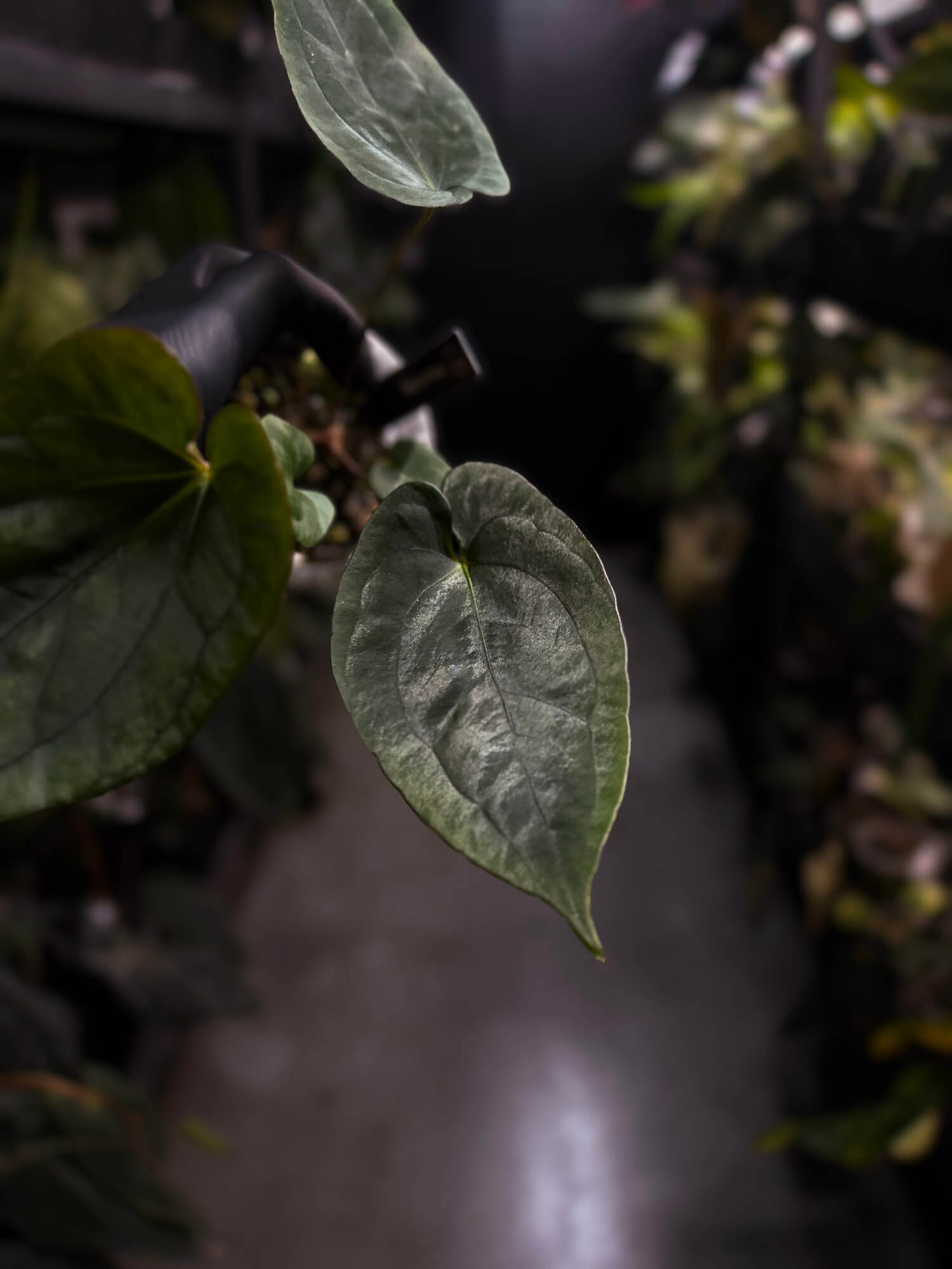 Anthurium (pap x dress 'JS') x antolakii / 'BVEP'