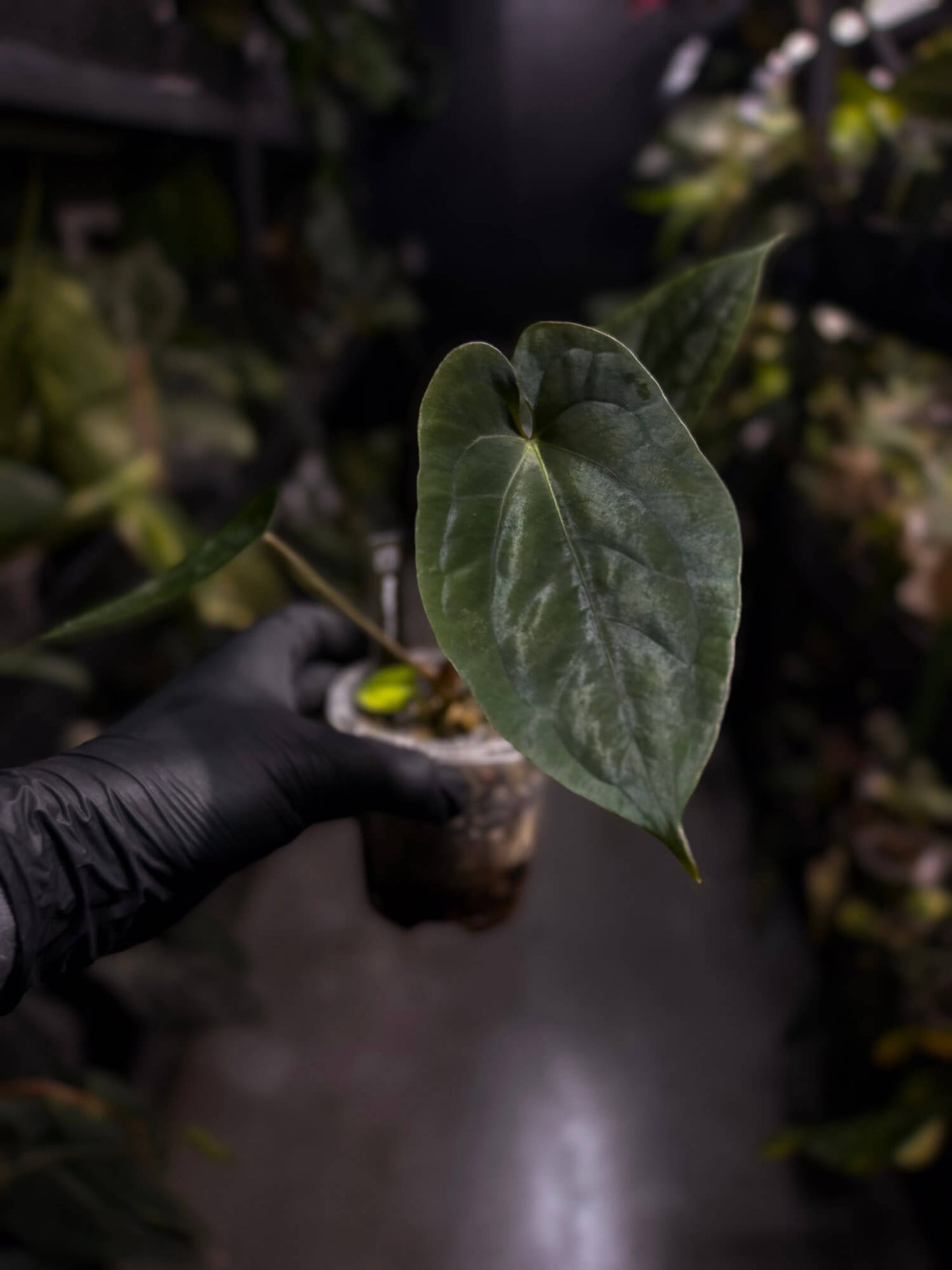 Anthurium (pap x dress 'JS') x antolakii / 'BVEP'